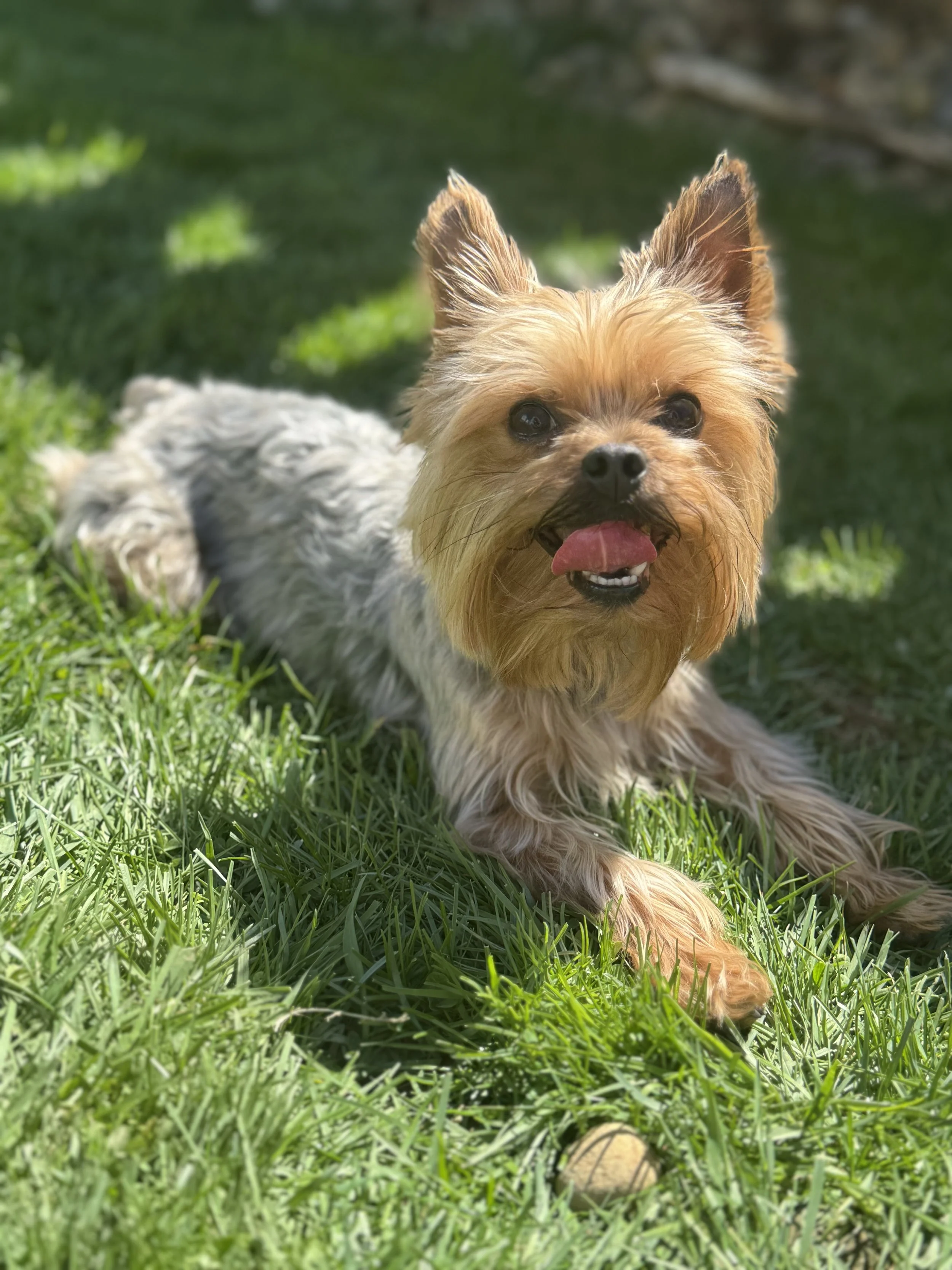 A small, fluffy dog lying on green grass with sunlight and shadows, looking up with its tongue out.
