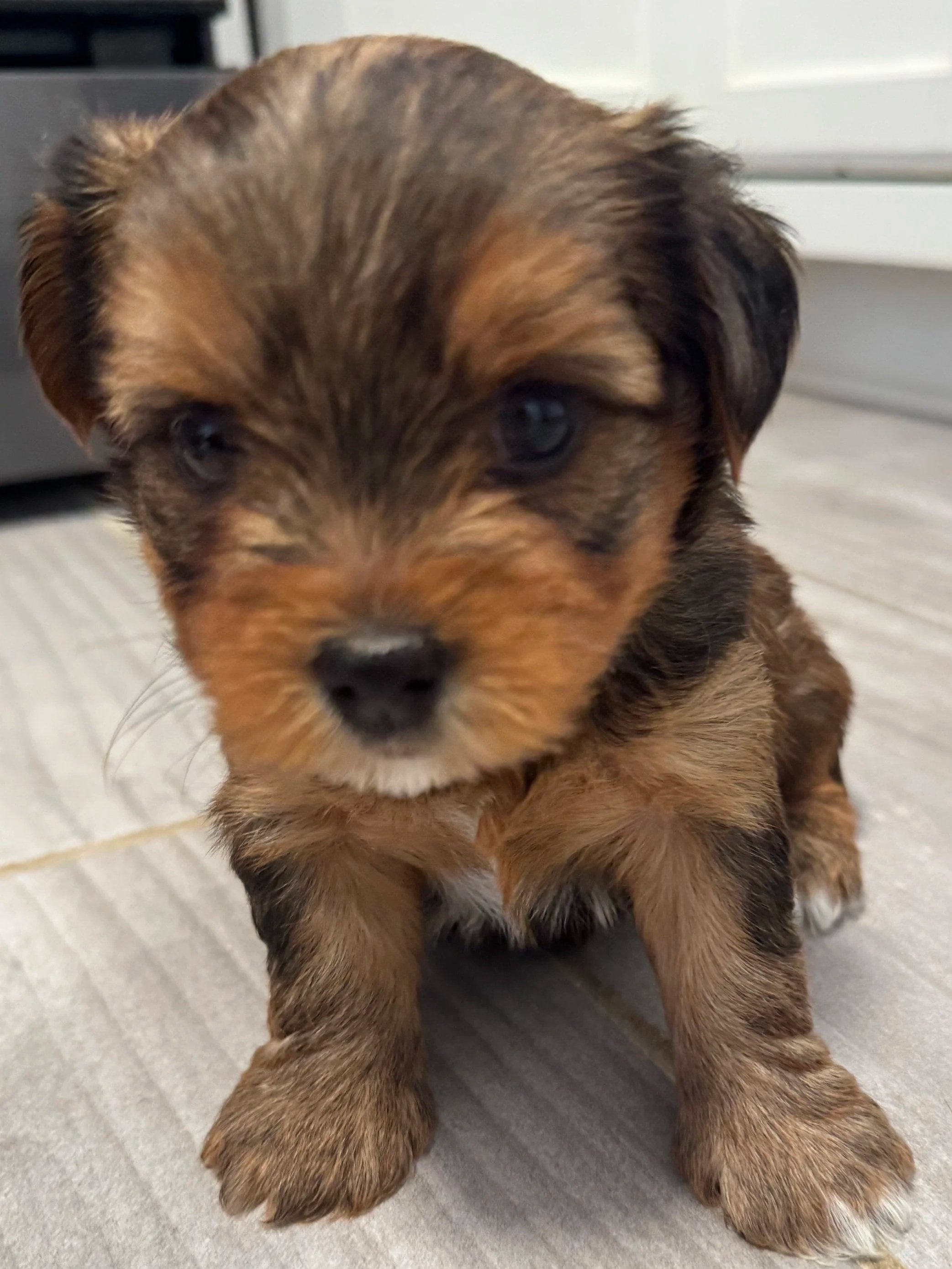 Close-up of a small brown and black puppy sitting on a light-colored floor.