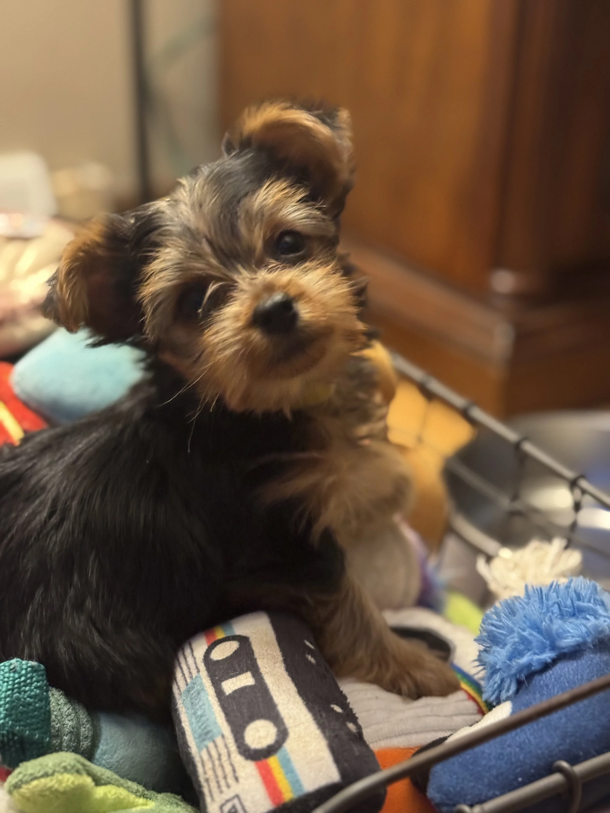 A small puppy with black and brown fur sitting in a laundry basket with colorful fabric, looking at the camera.