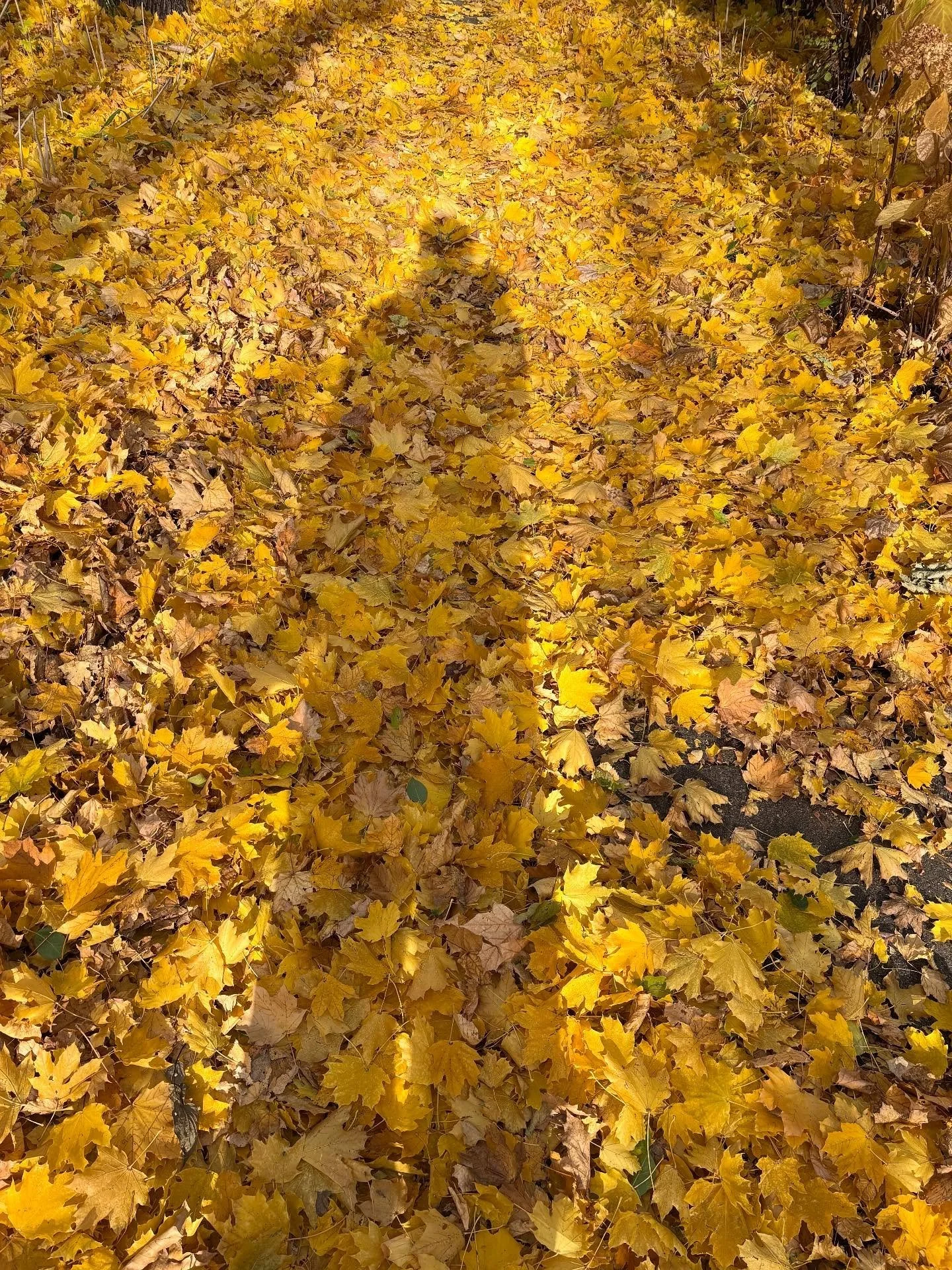 💛💛🧡💛💛💚💛💛