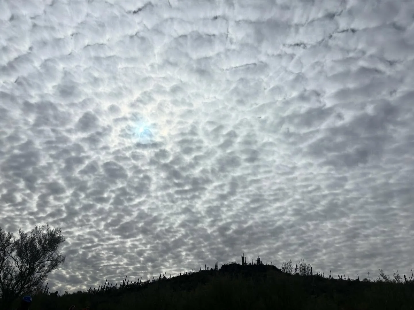 In Tucson to officiate a wedding. (I love love) Amazing what a not so little change in flora and fauna can do to one&rsquo;s disposition. (And the change in temperature sure doesn&rsquo;t hurt either.) As a lover of cacti, I did not expect the sky to