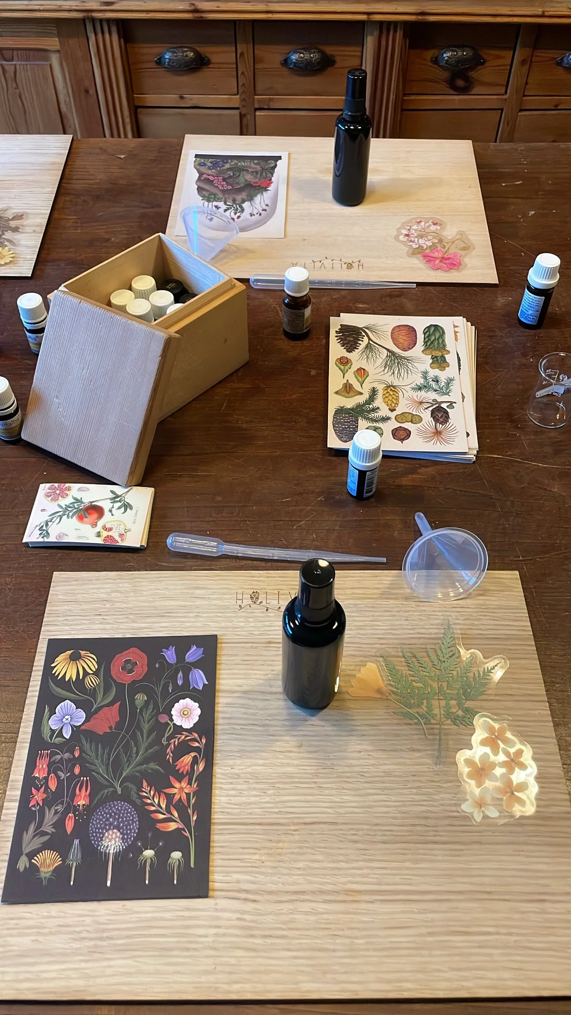 Kids Aromesis: Atelier plantes et parfum pour enfants