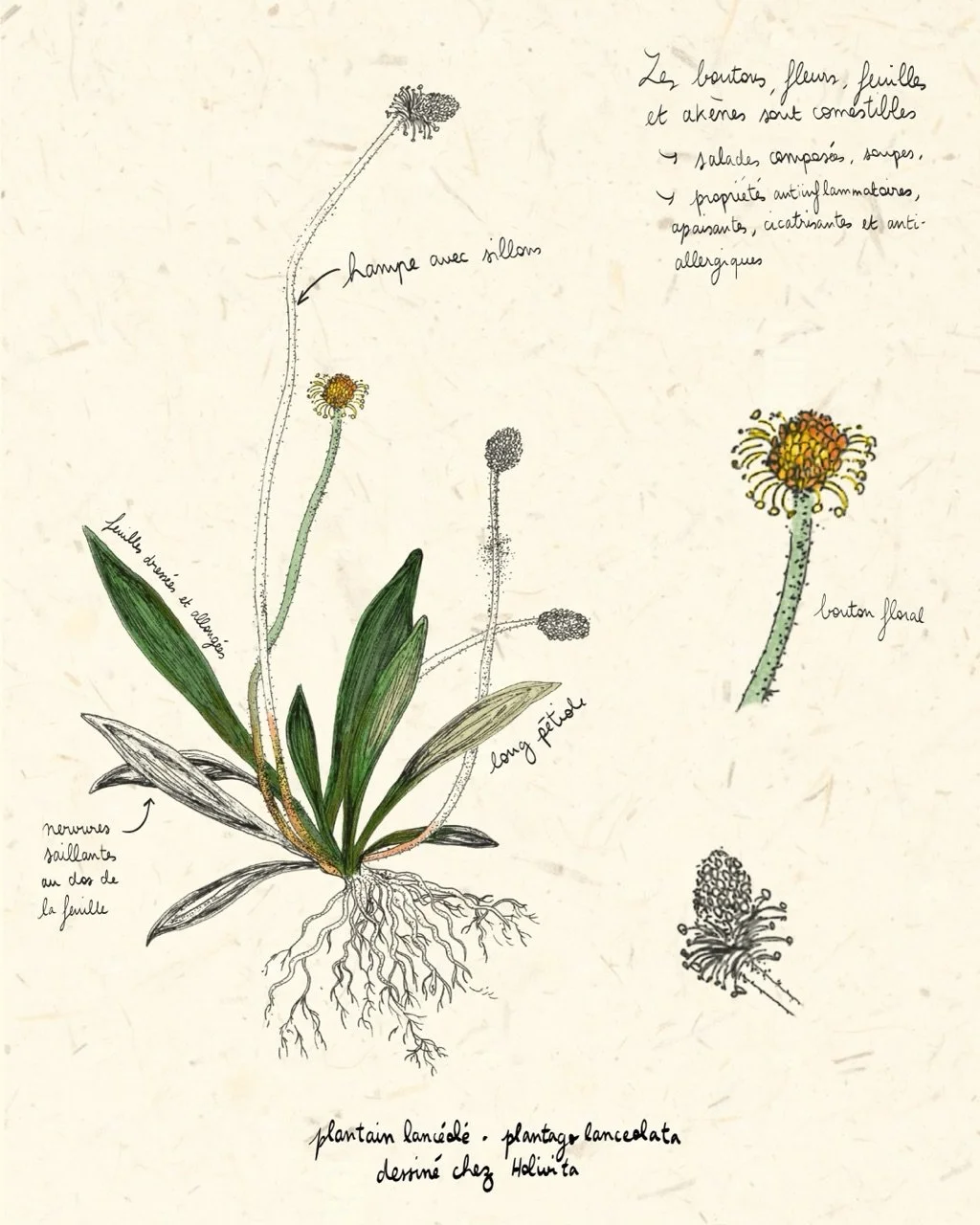 Atelier de dessin botanique adulte