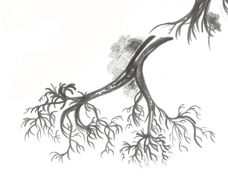 À la loupe des ramifications_ Dessin botanique adultes