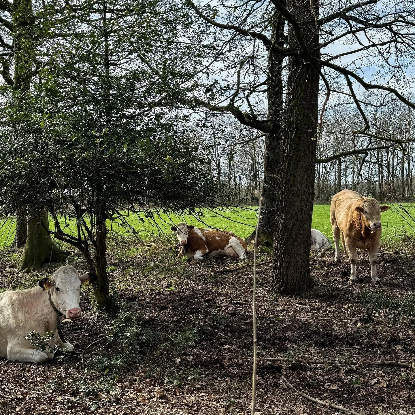 🐄 🎼 professionally interpreting every different nuance of moo nowadays