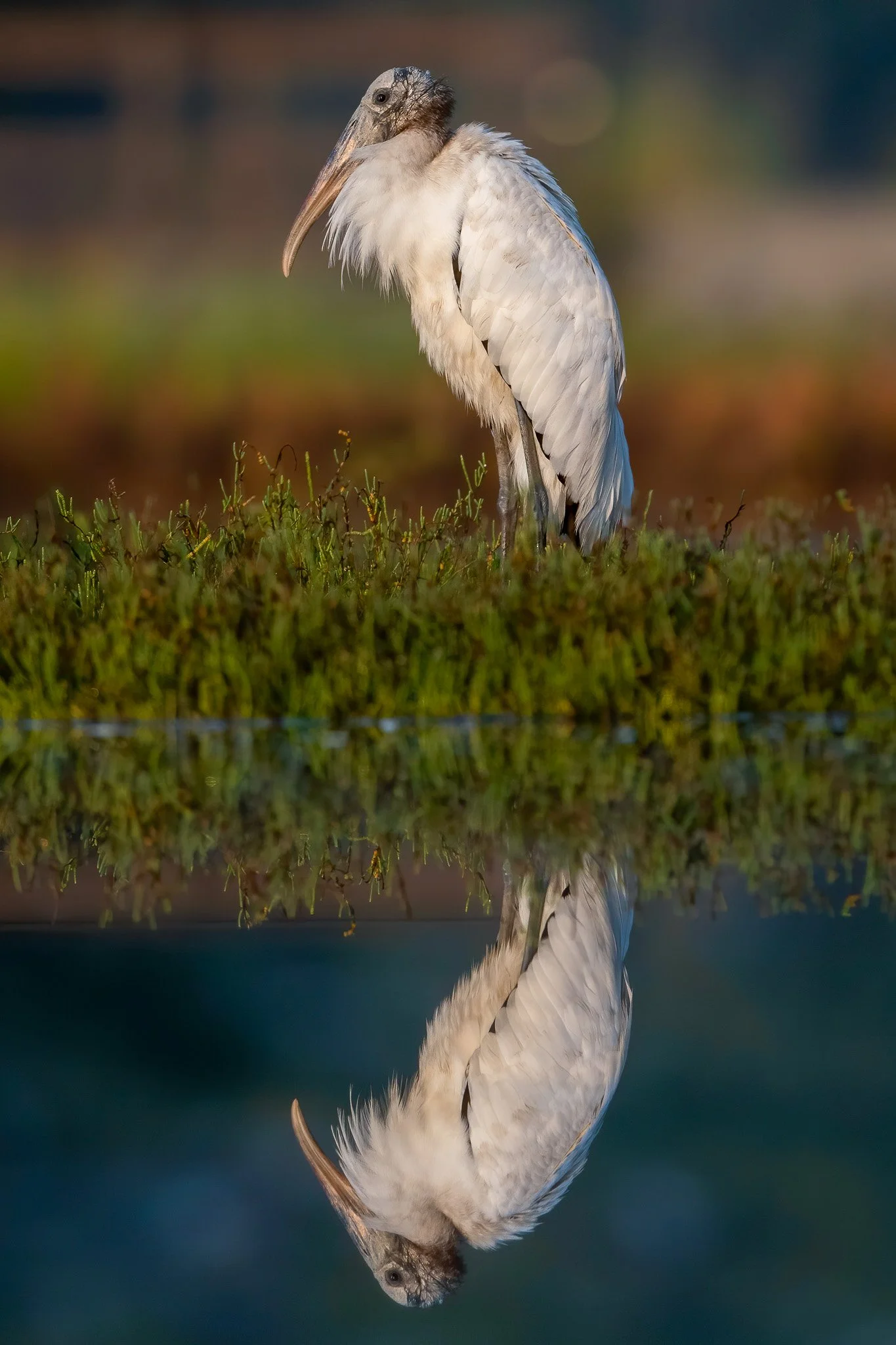 ERV_5049 2-denoise.jpg