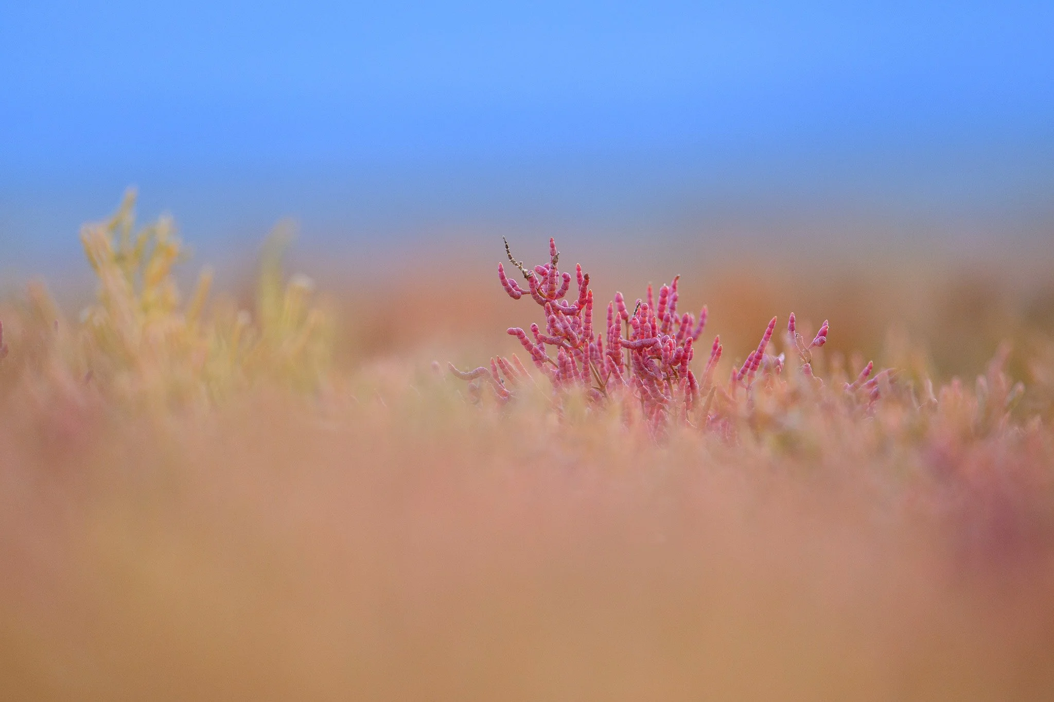 DSC_6897.jpg