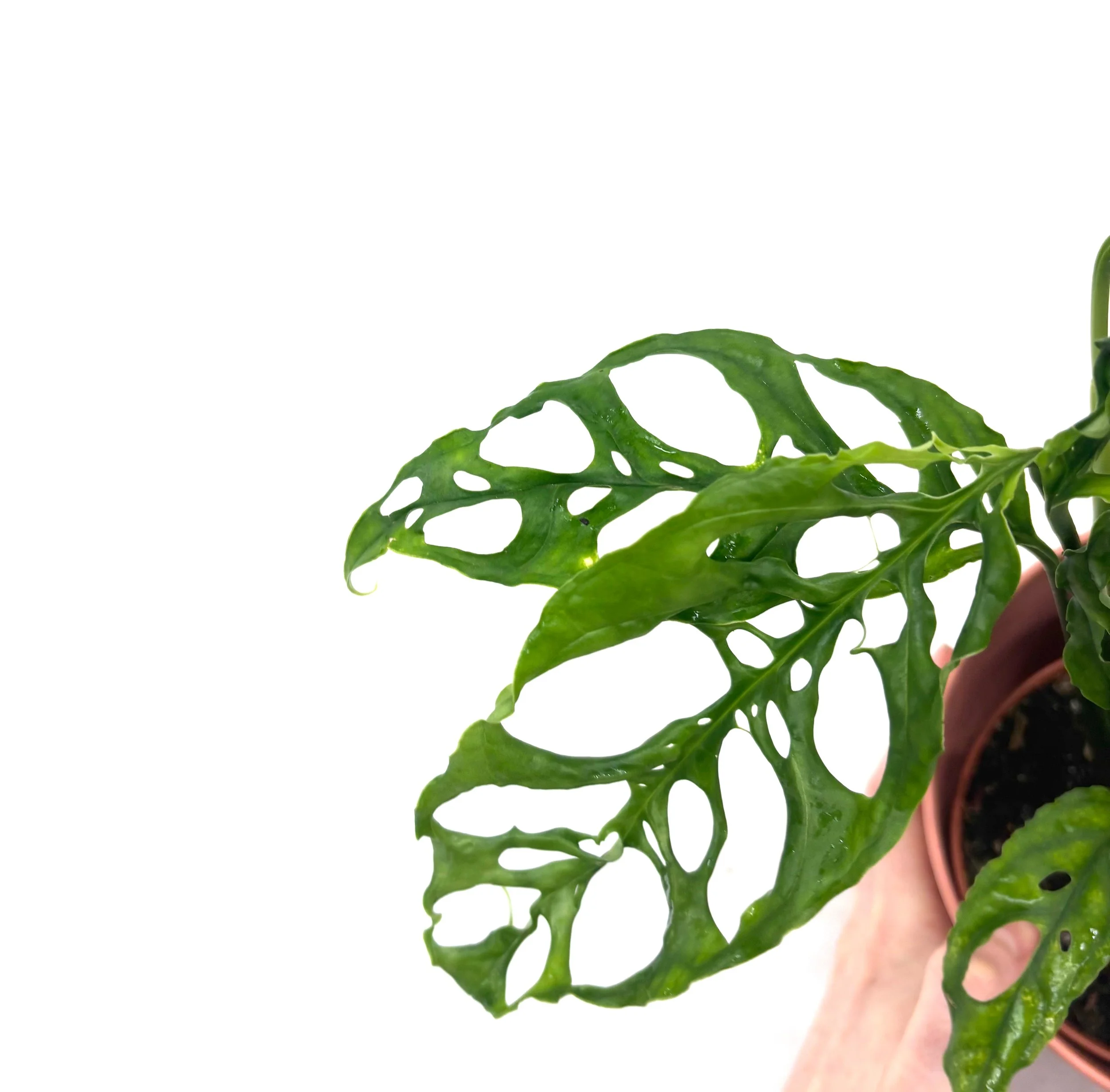 Monstera Obliqua Peru for Sale