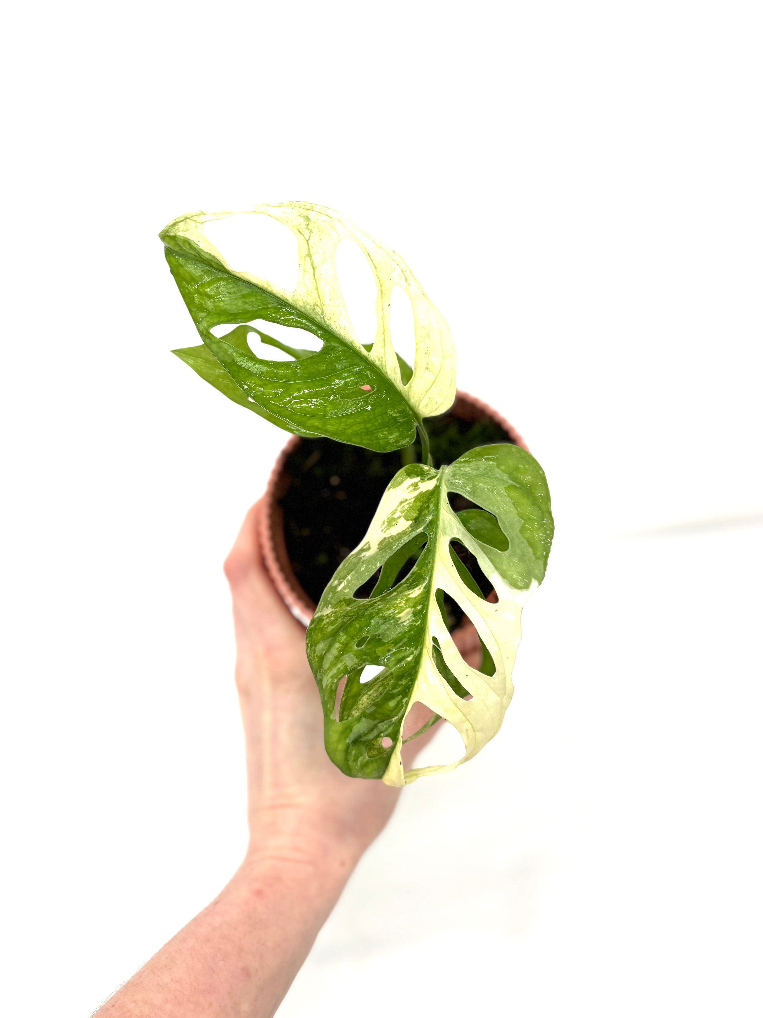 Buy Monstera Adansonii Variegated Online