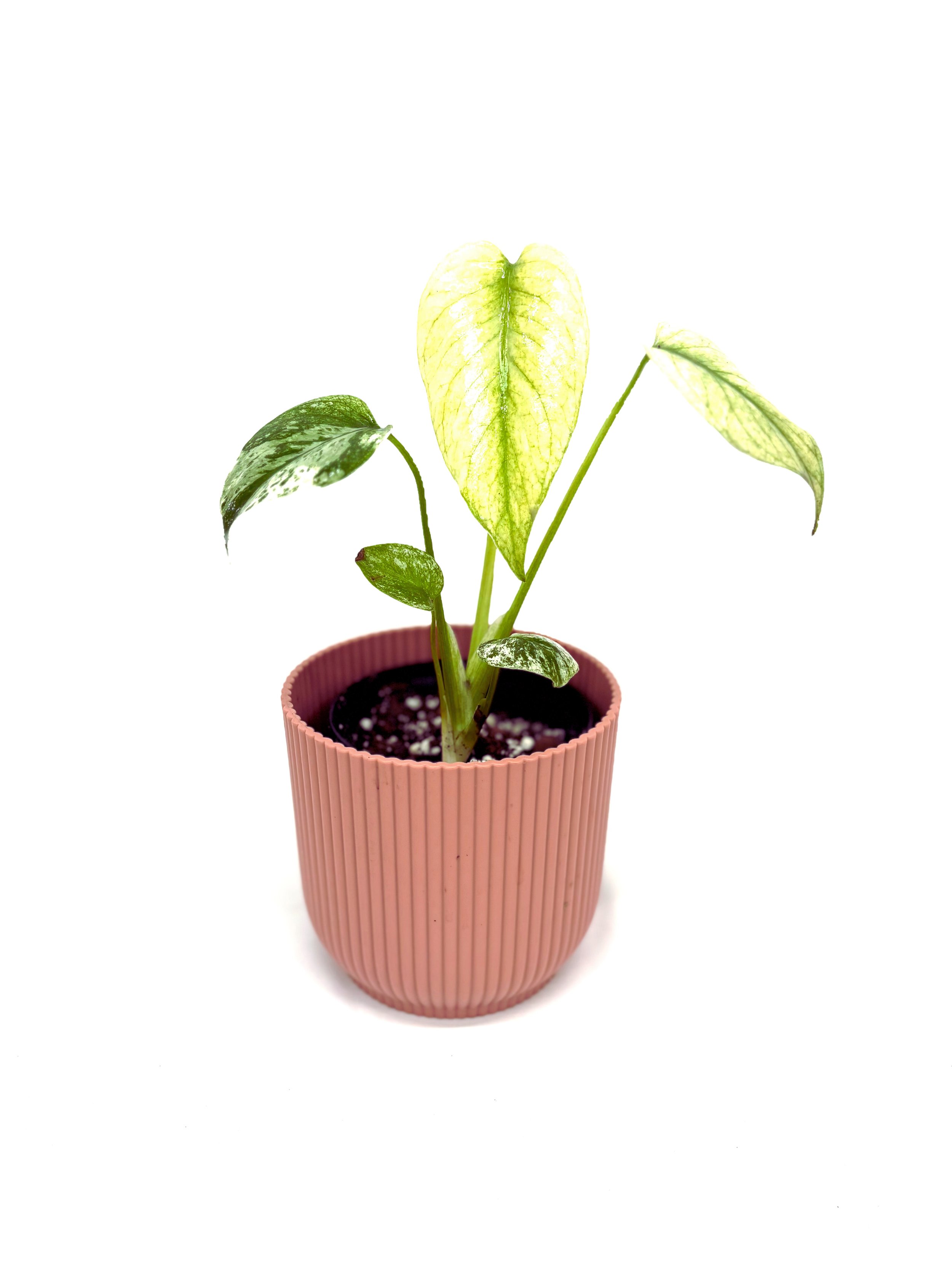 MINT 1.jpg