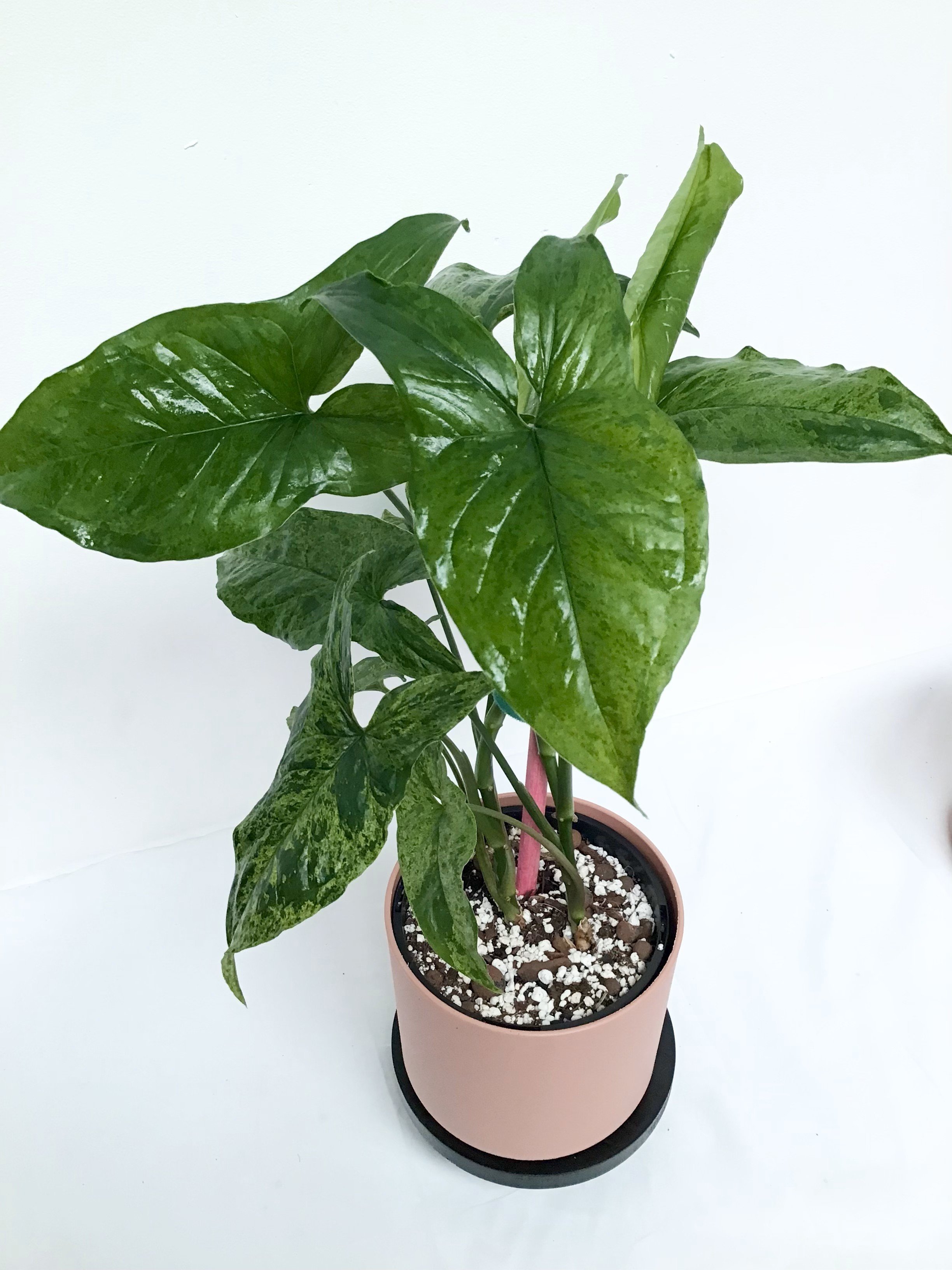 Syngonium Mojito
