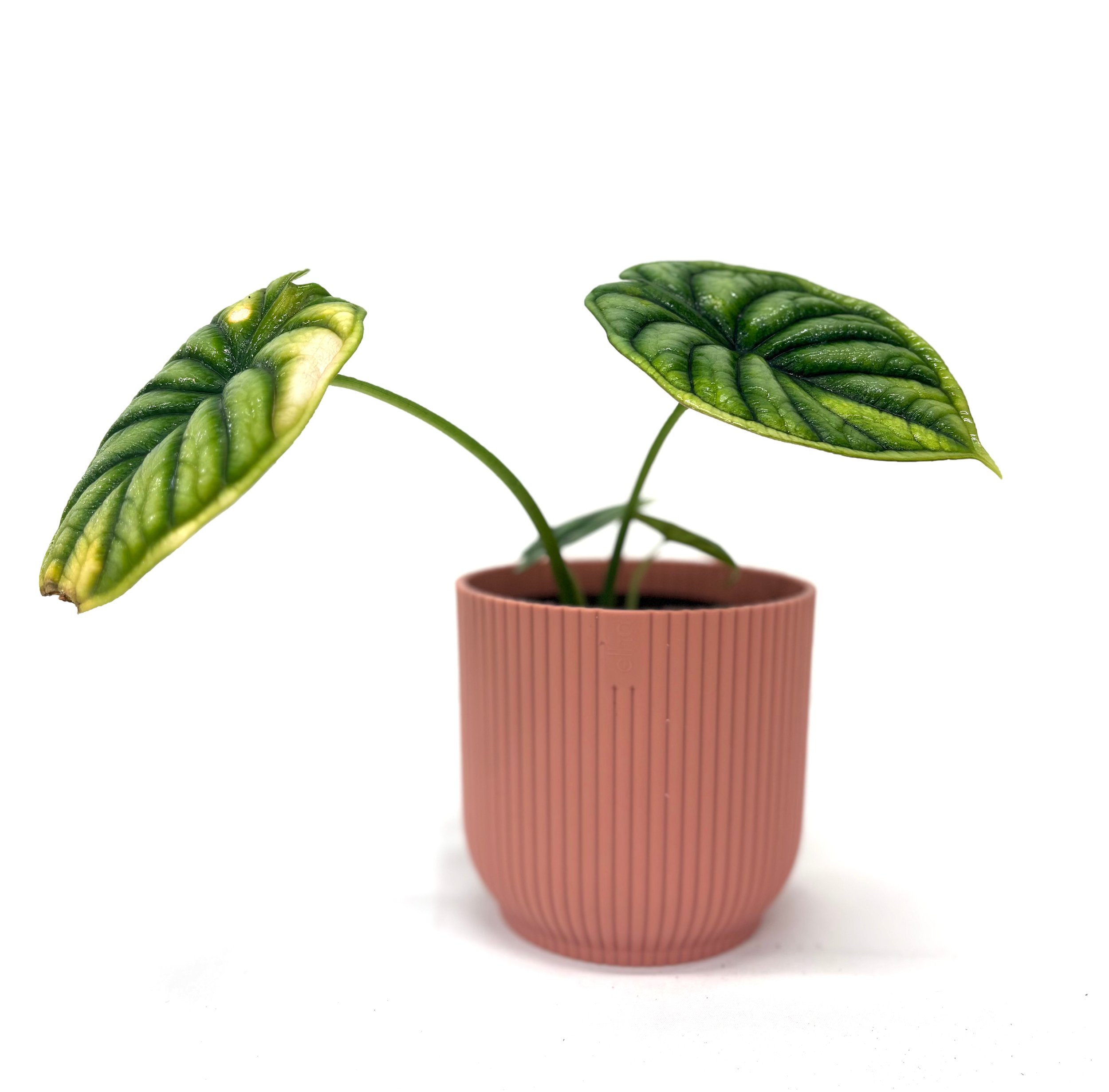 buy Alocasia Dragon Scale