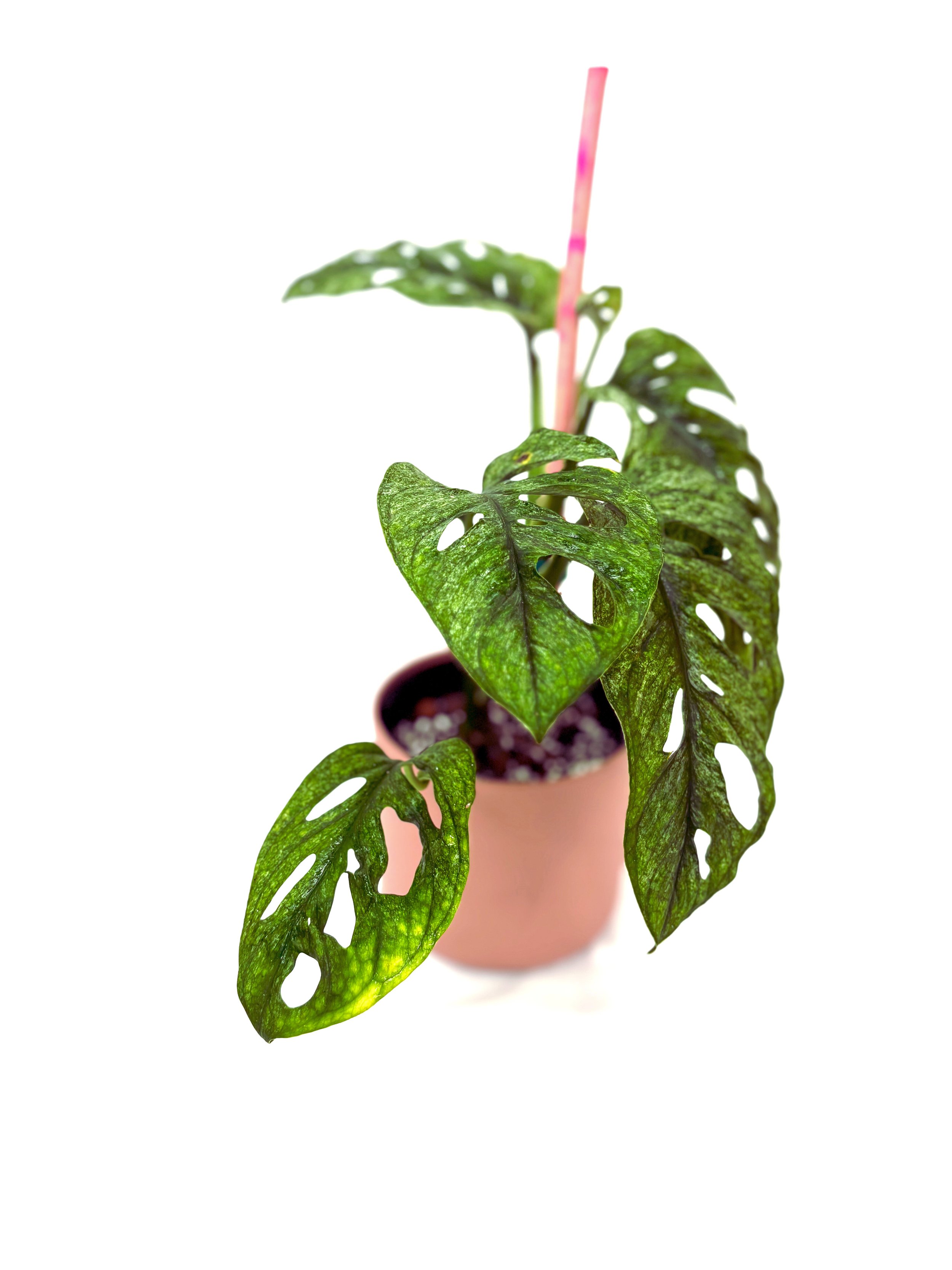 MINT ADANS 3.jpg