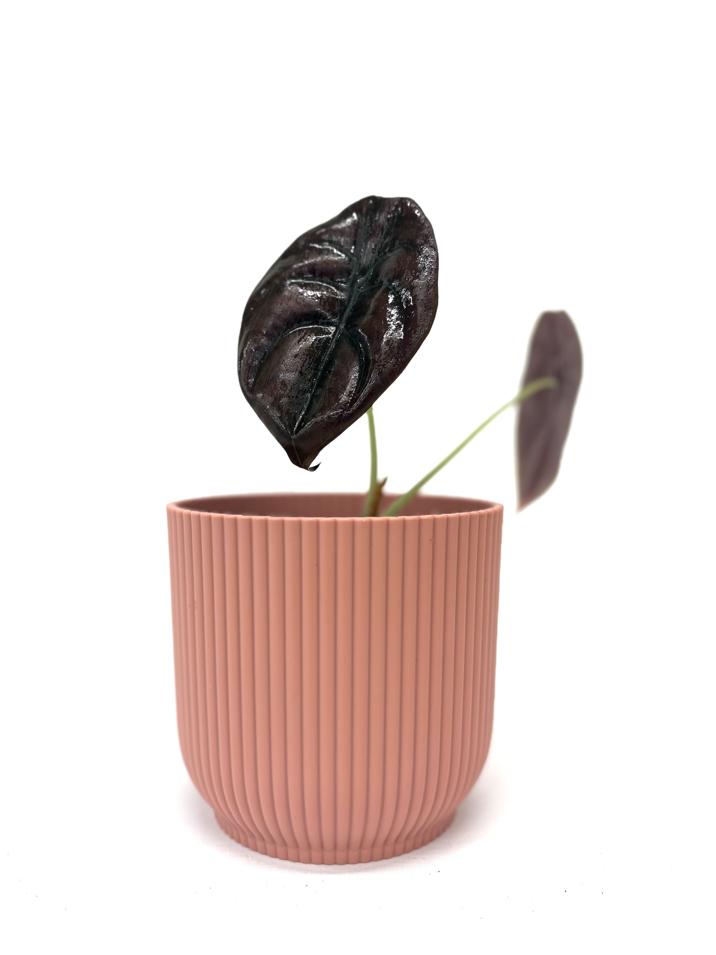 Alocasia Chantrieri