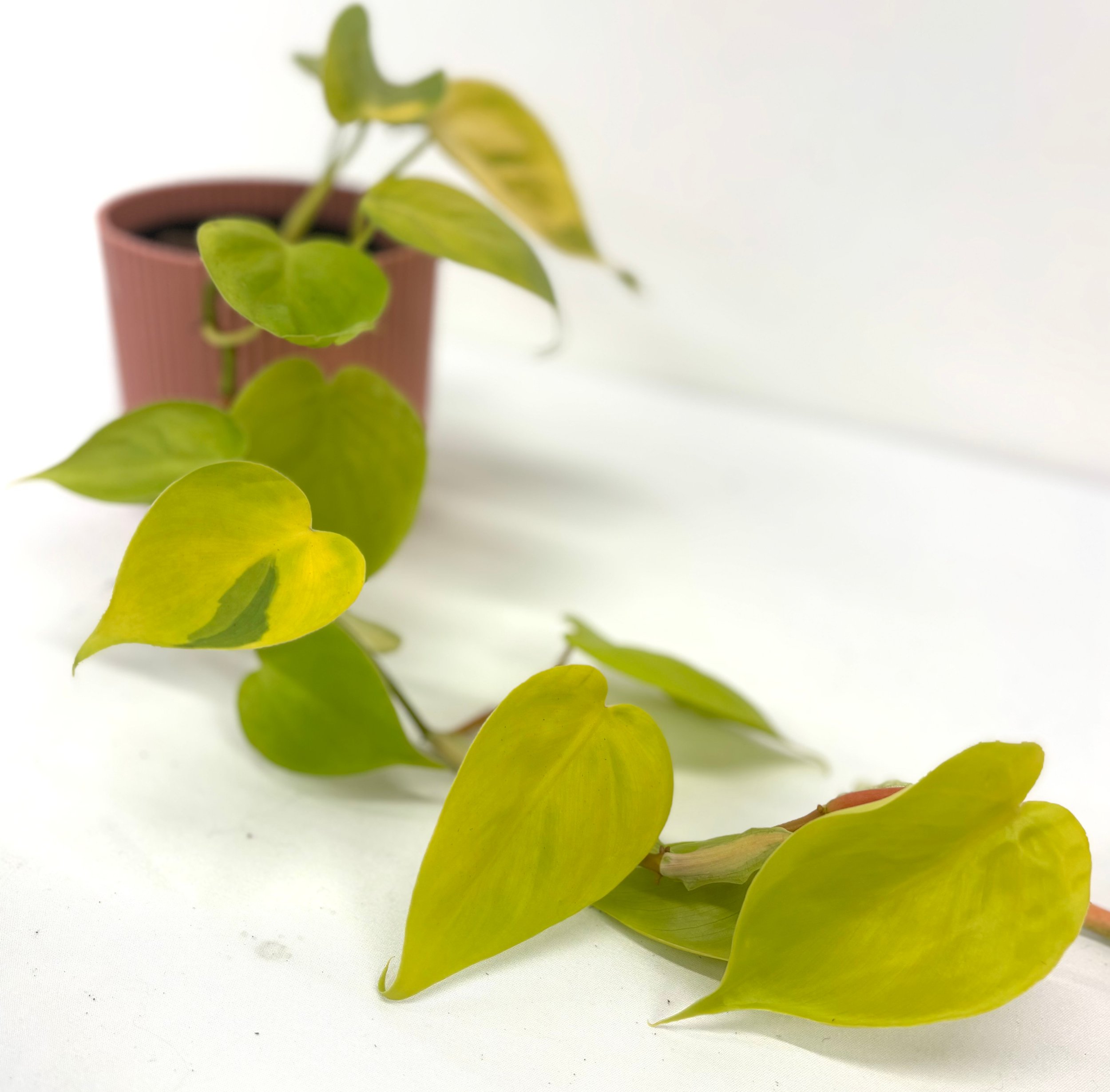 Philodendron_Lime_1.jpg