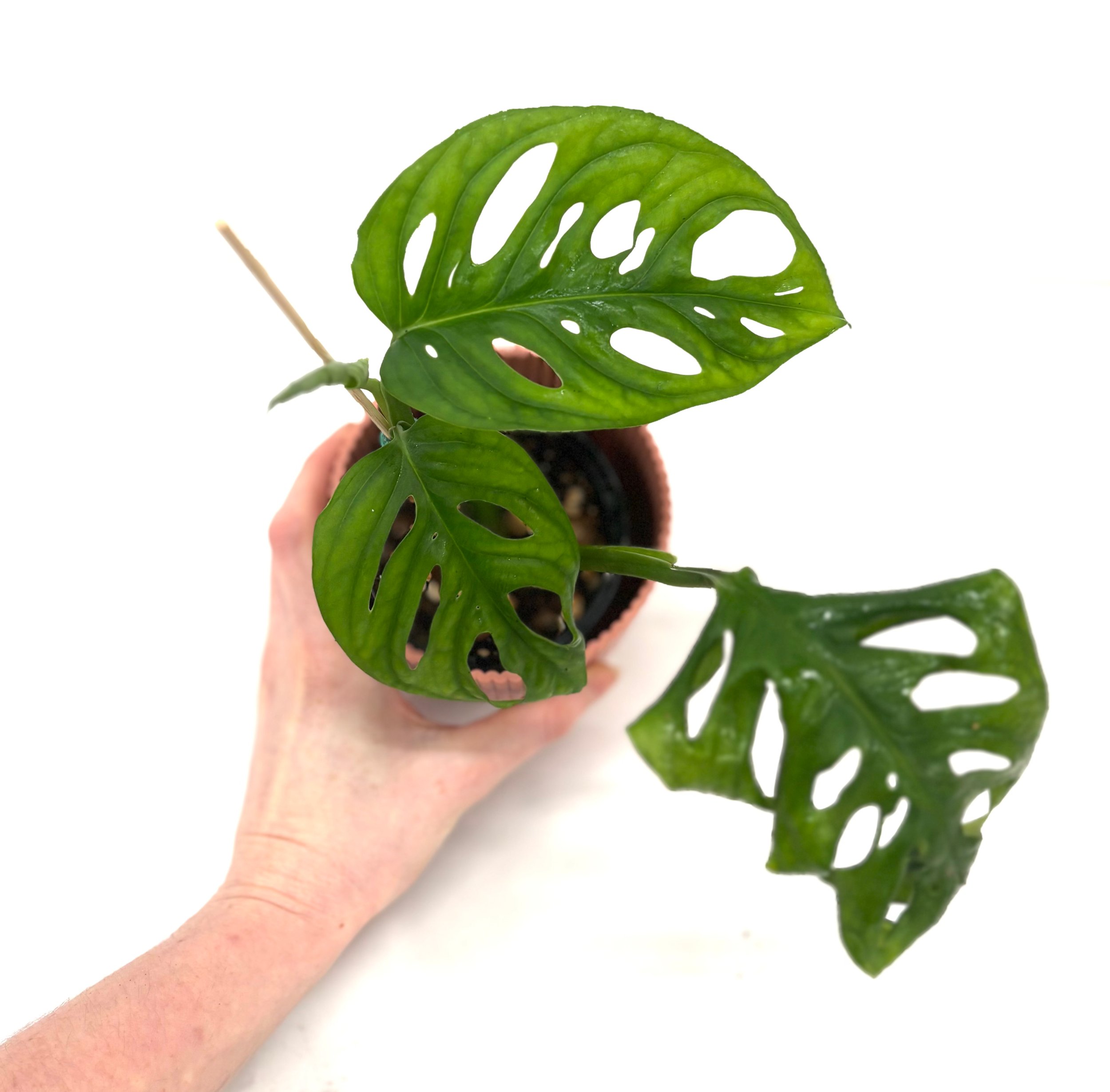 Monstera Adansonii sale