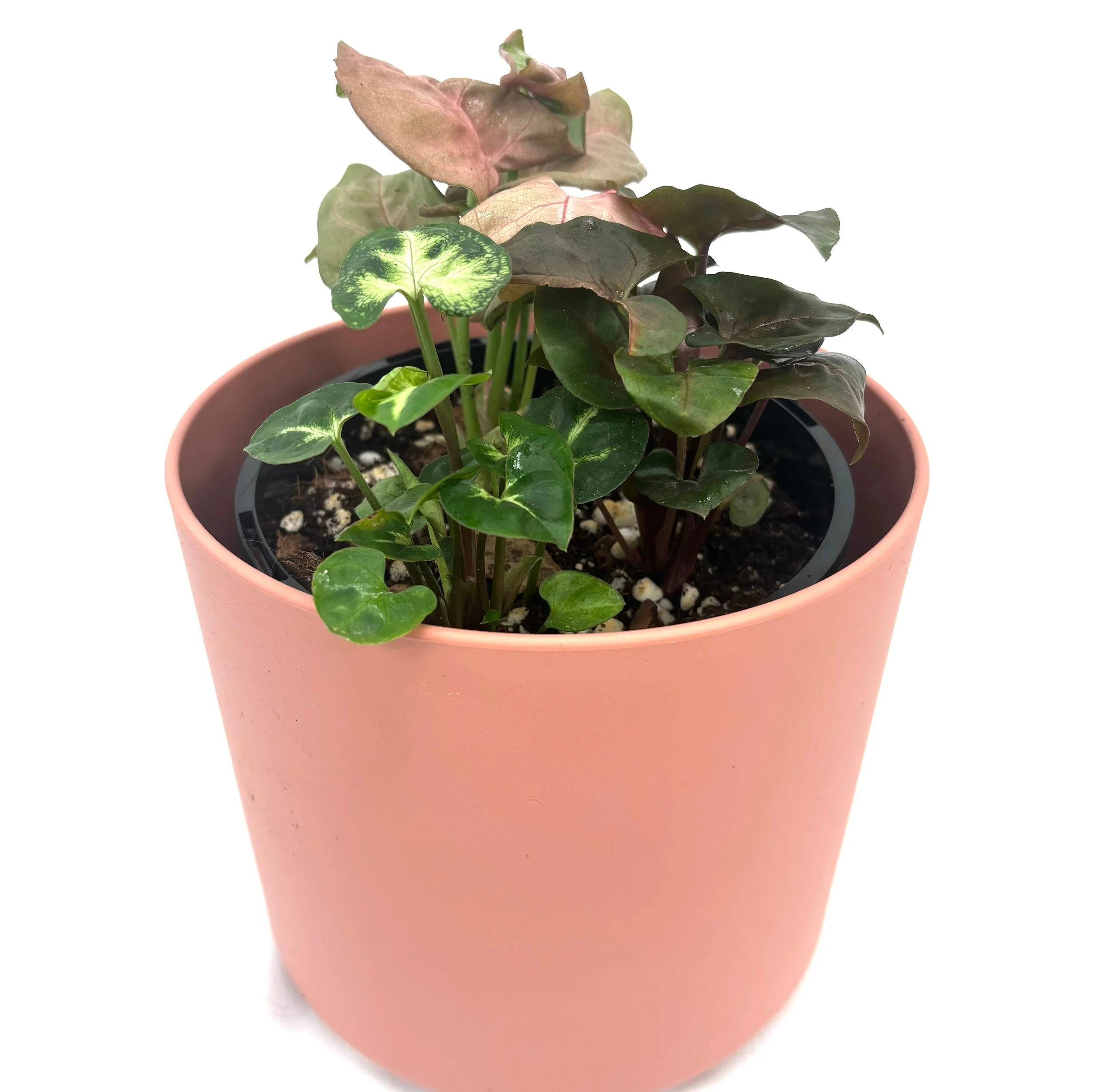 Syngonium Trio