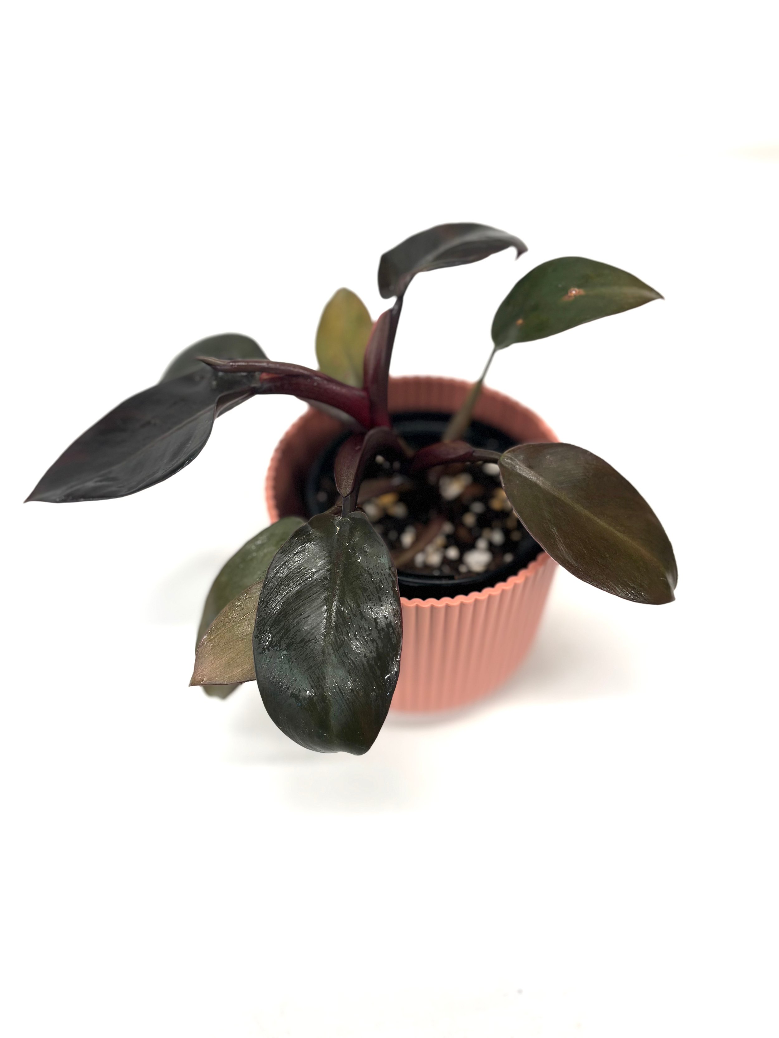 Buy Philodendron Black Cardinal