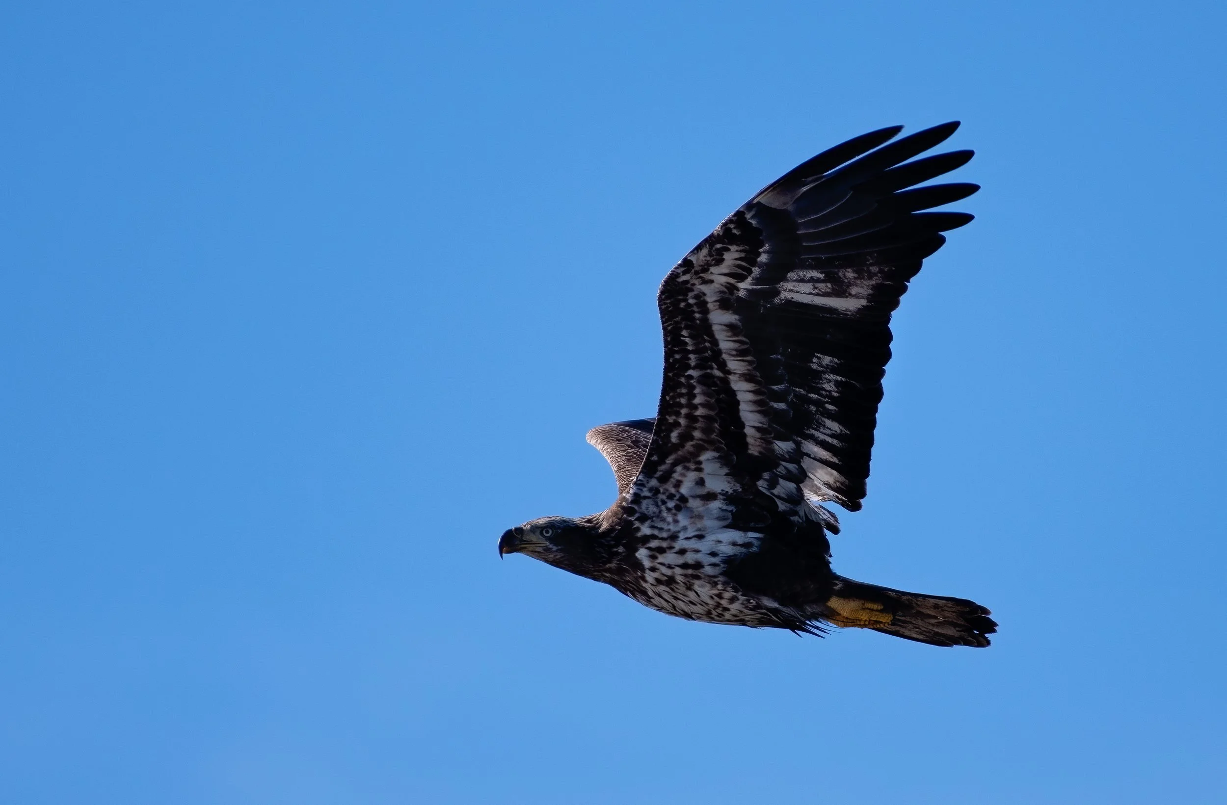 14feb22 imm bald eagle 2.jpg