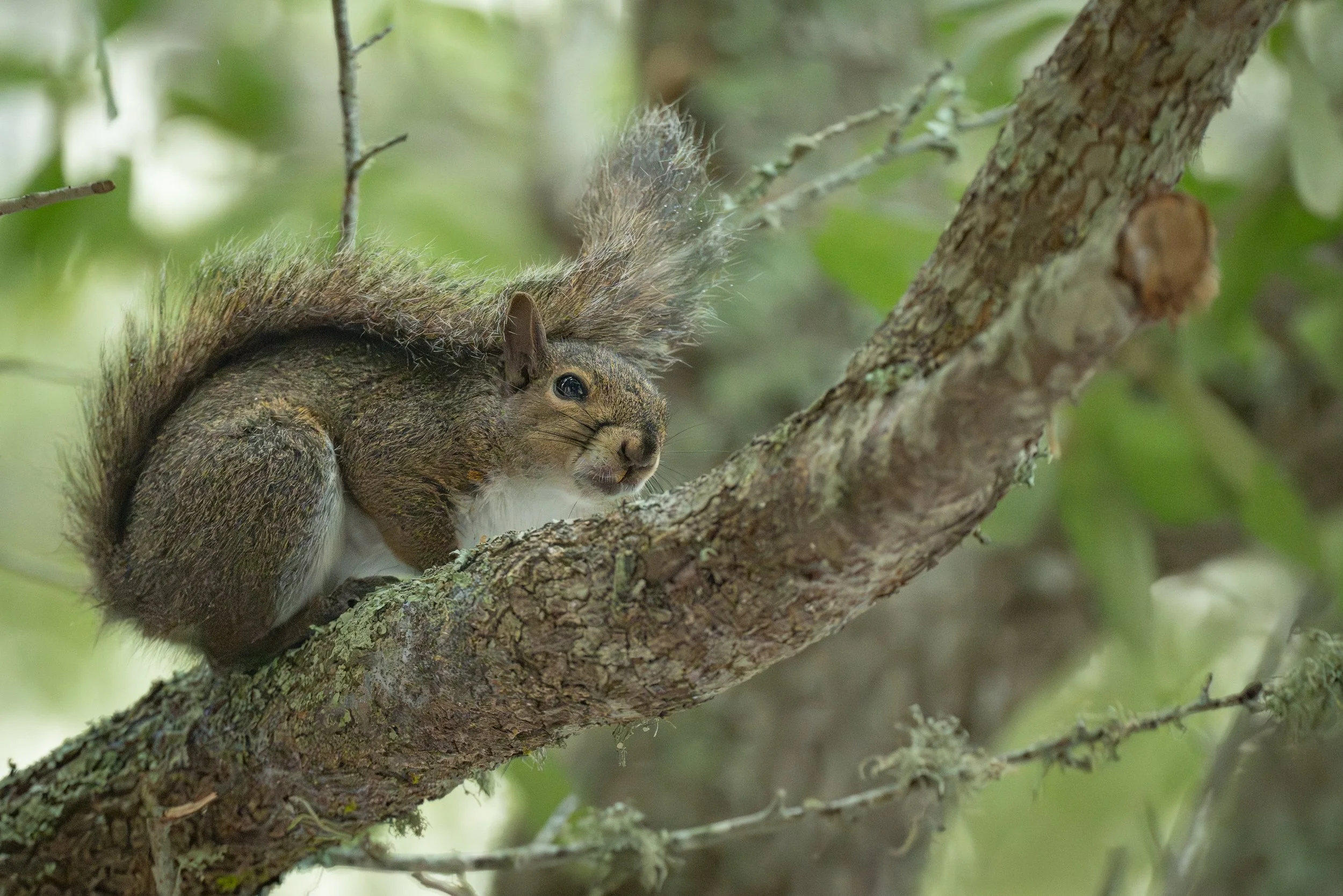 Young squirrel in thunderstorm.jpg