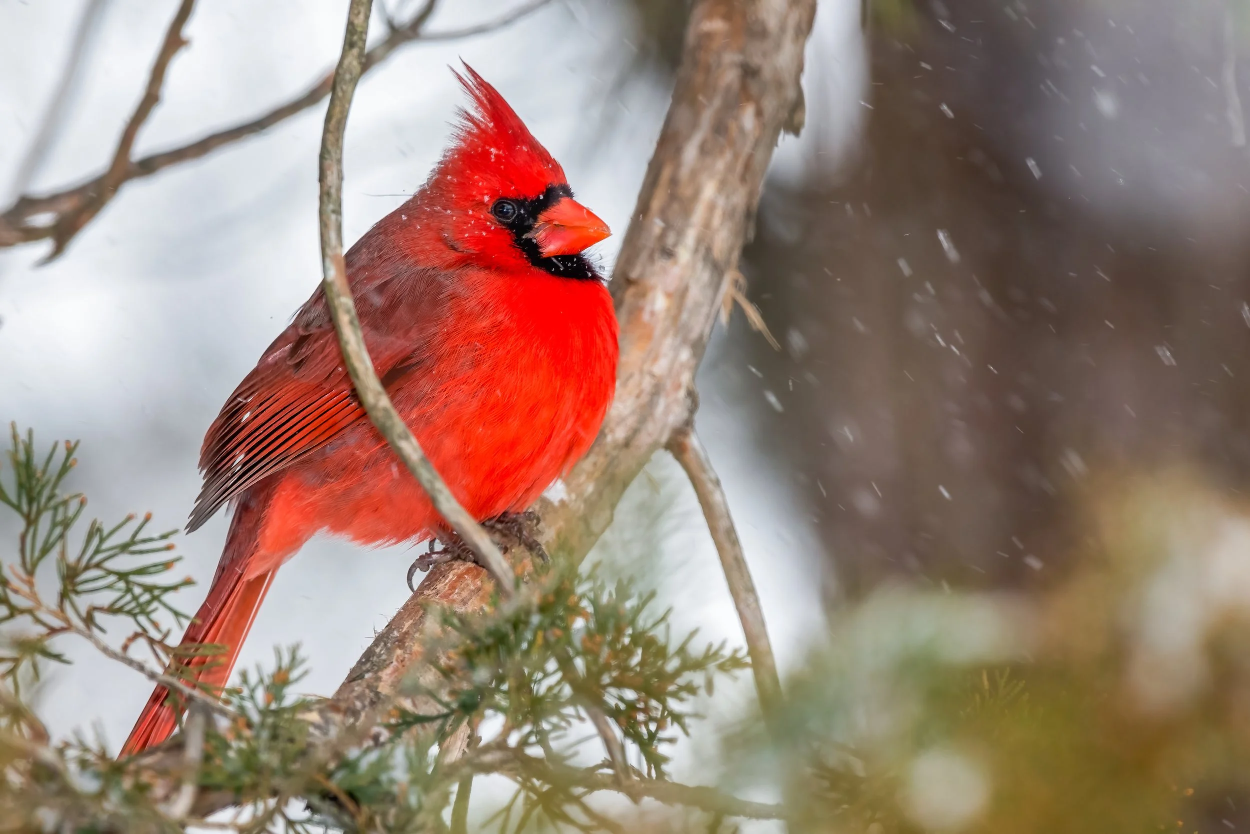 Northern Cardinal in the snow.jpg