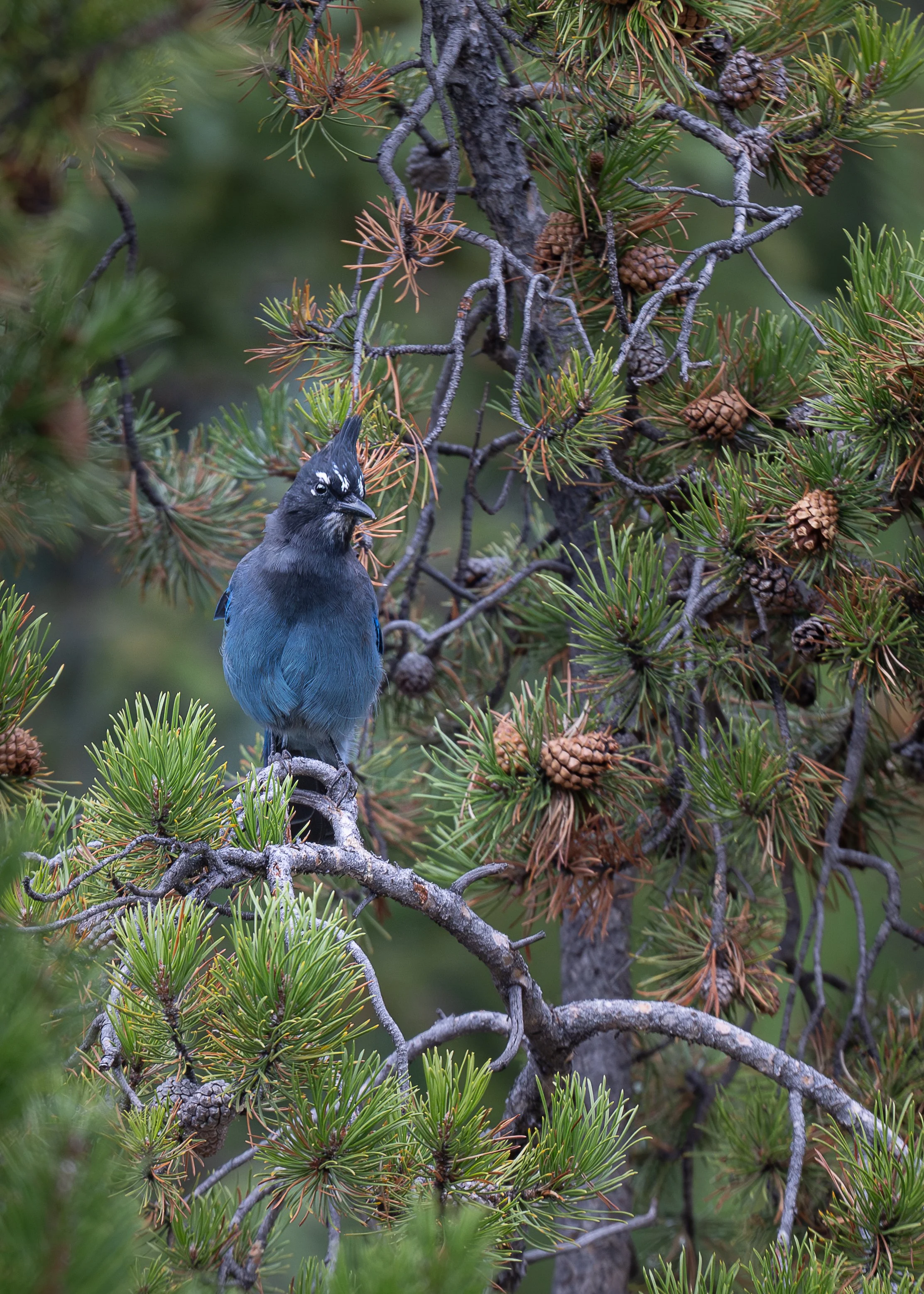 tellar’s Jay perched in a pine tree surrounded by cones — wildlife photography print