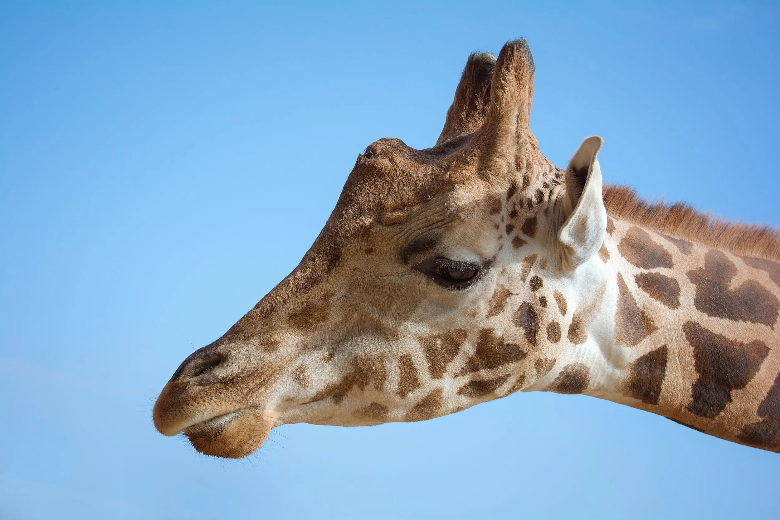Giraffe head.jpg