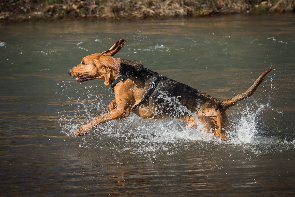 Utah tracking police K9 taking a break