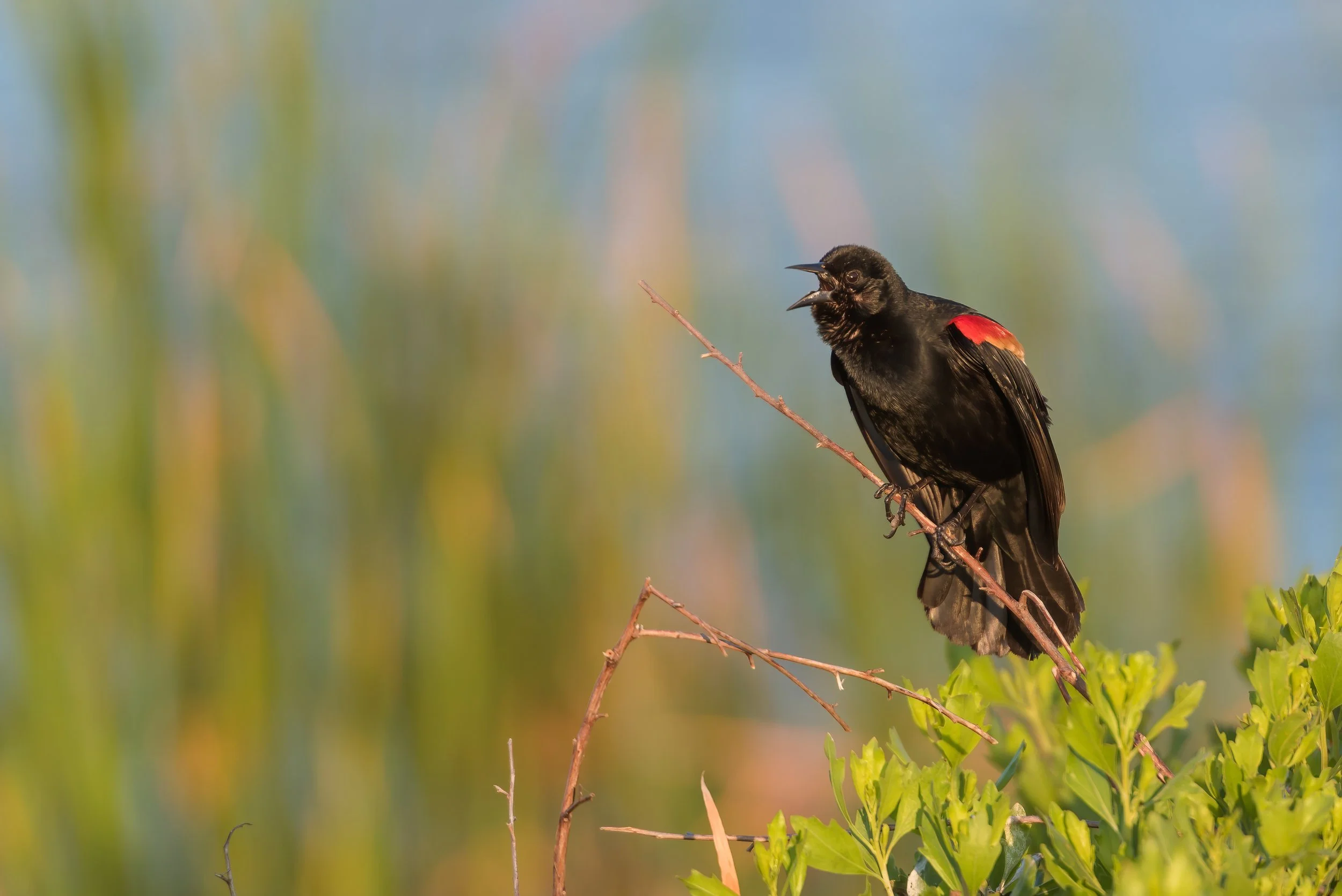 Red winged blackbird.jpg