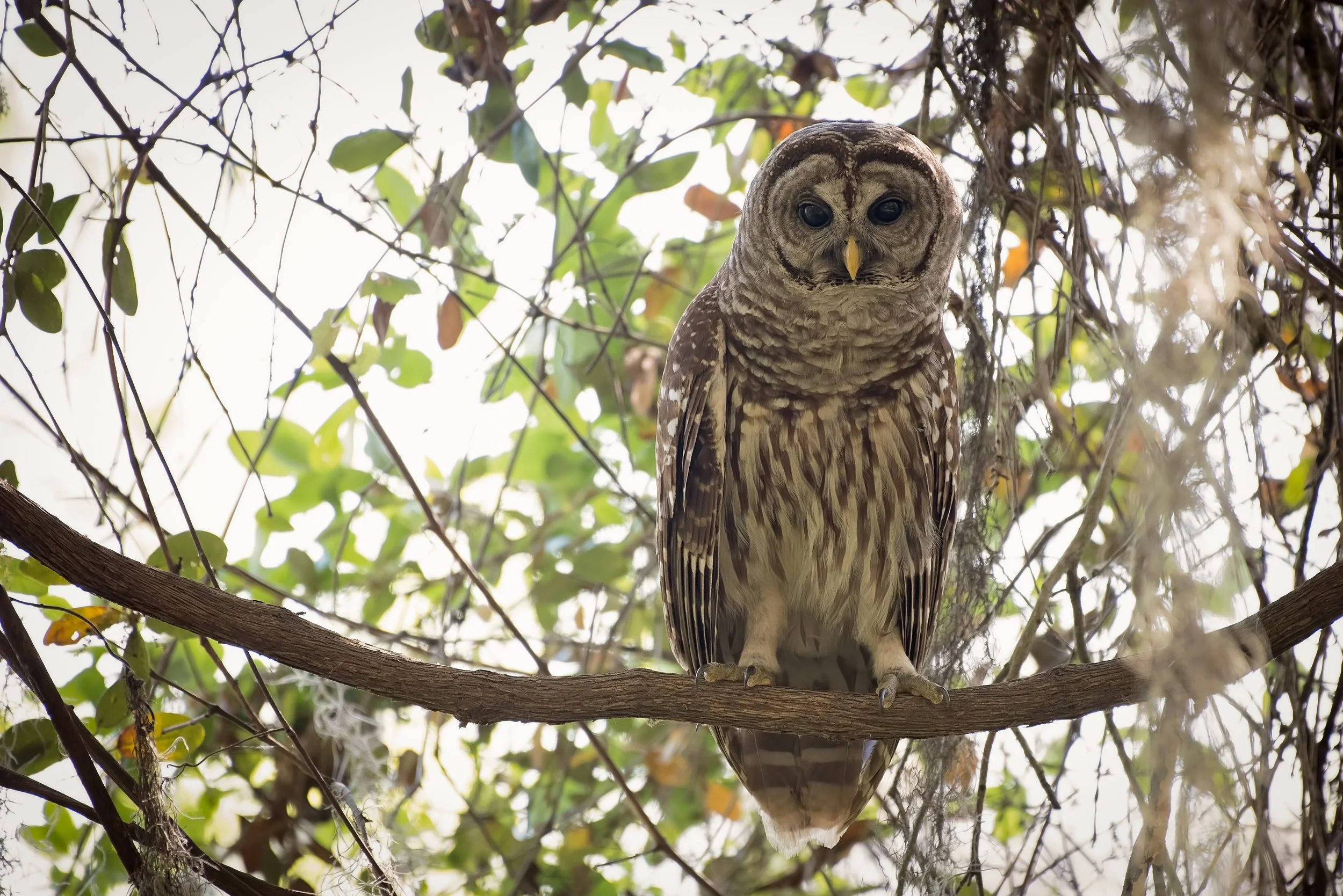 Barred Owl.jpg