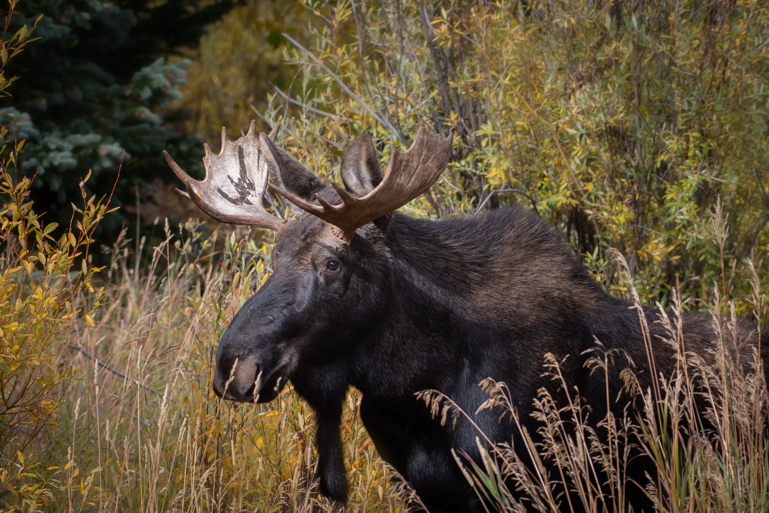 Young moose at fall.jpg