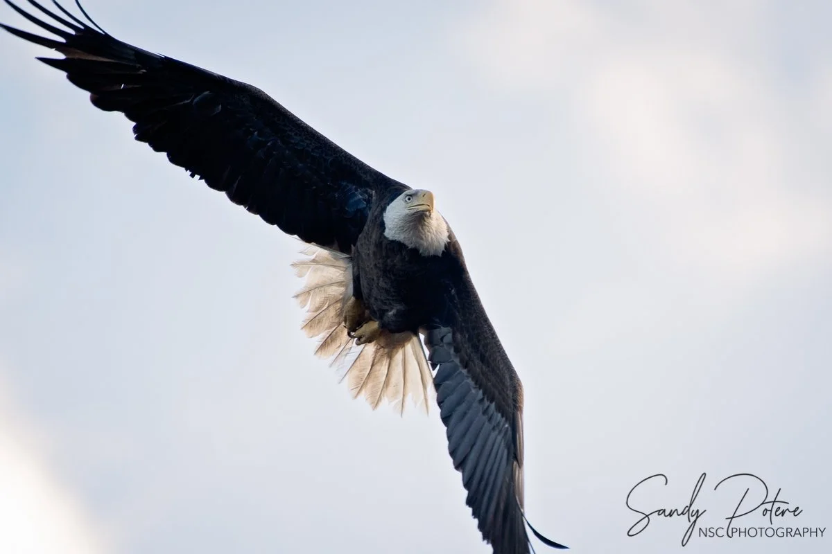 0319 eagle-3.jpg