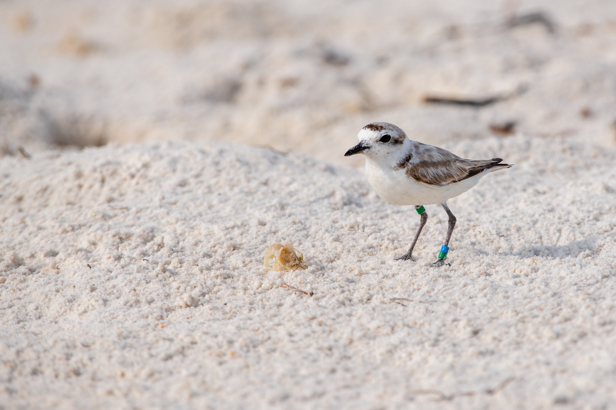 Snowy Plover