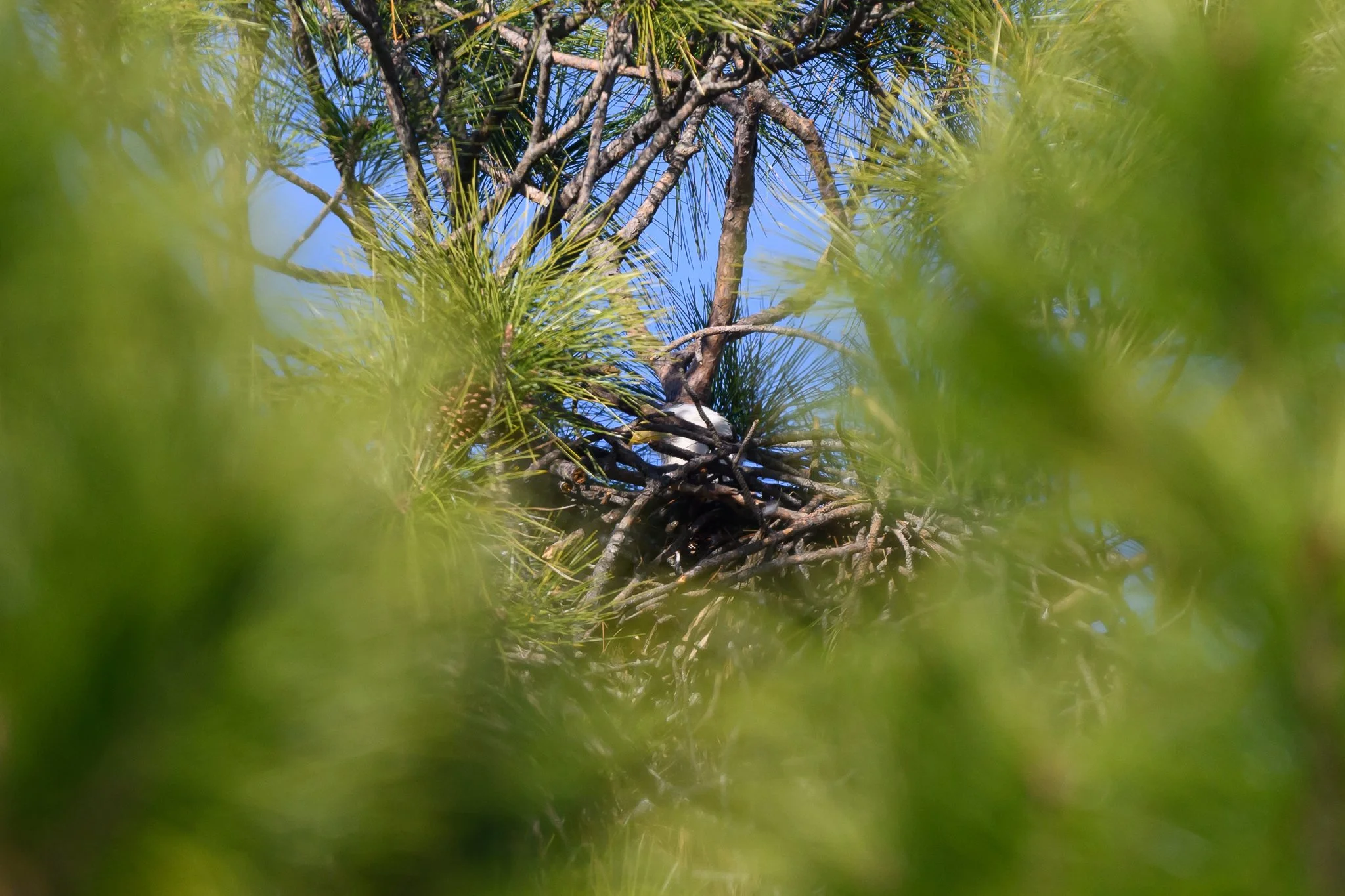 is there an eagle-3.jpg