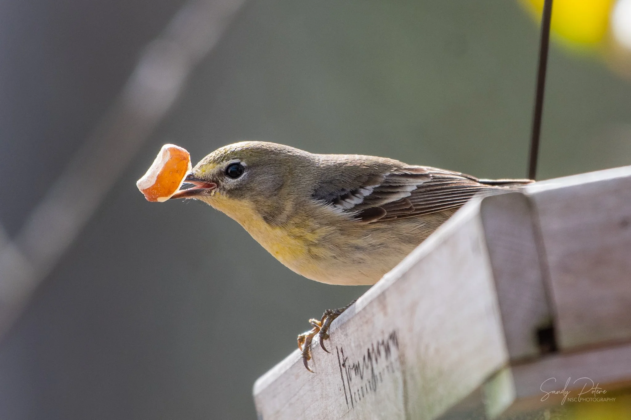 Pine warbler with a peanut on a bird feeder