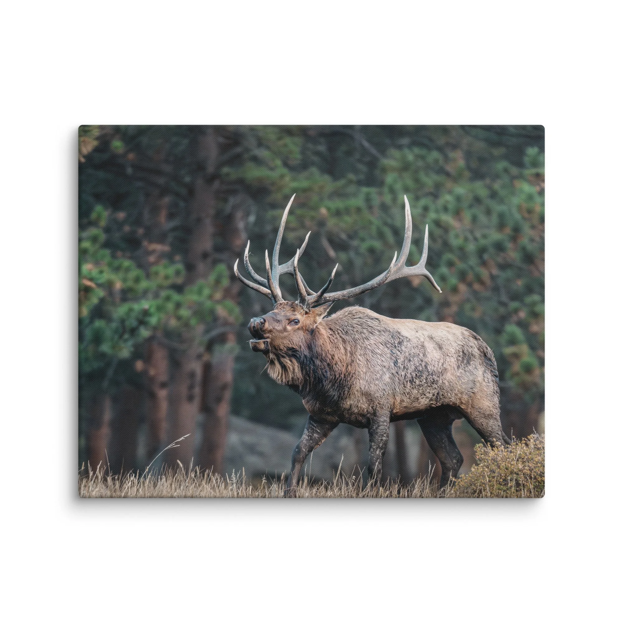 canvas-(in)-16x20-wall-68d70f7d0bf9b.jpg
