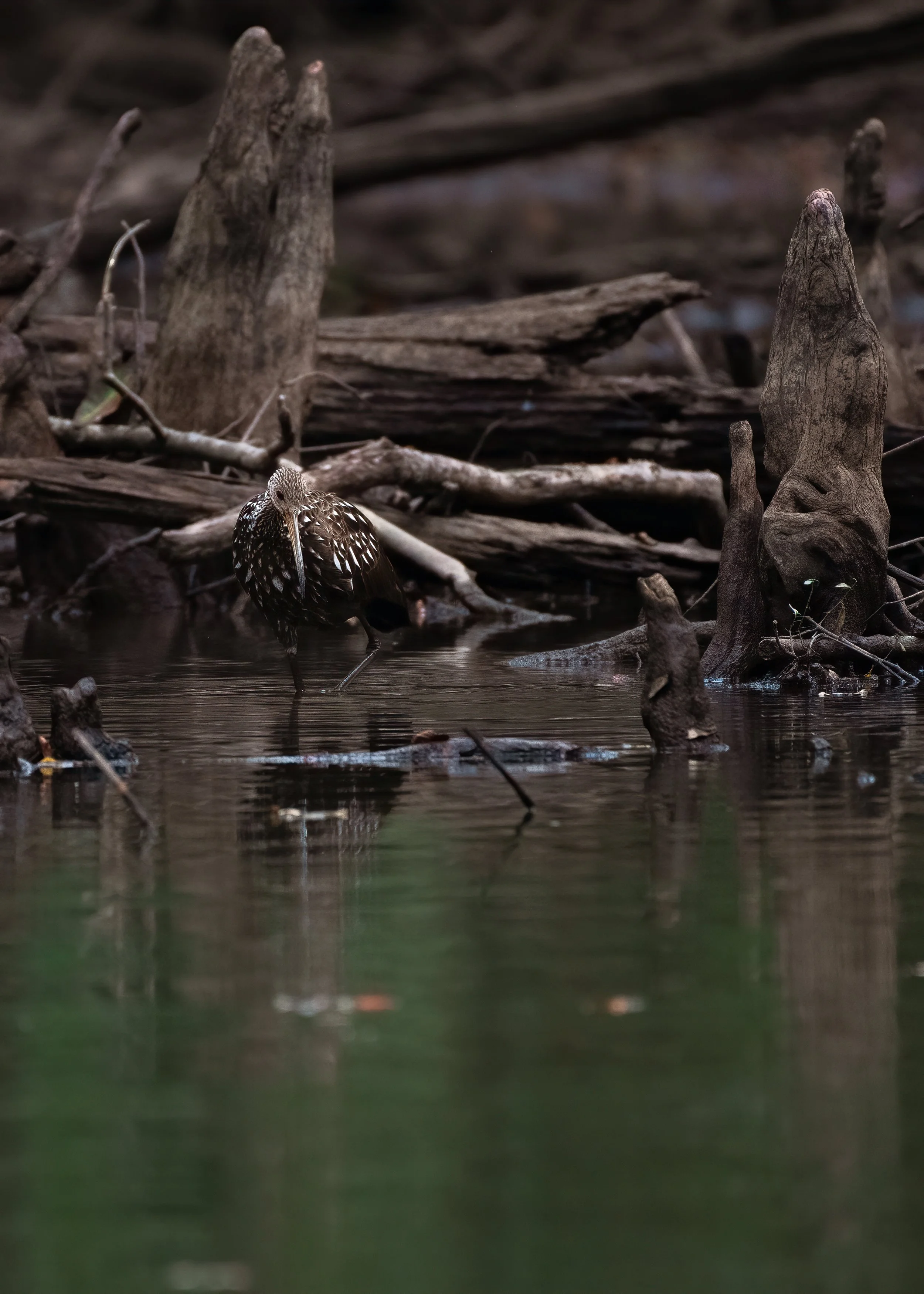 Limpkin hunting 10623 2.jpg
