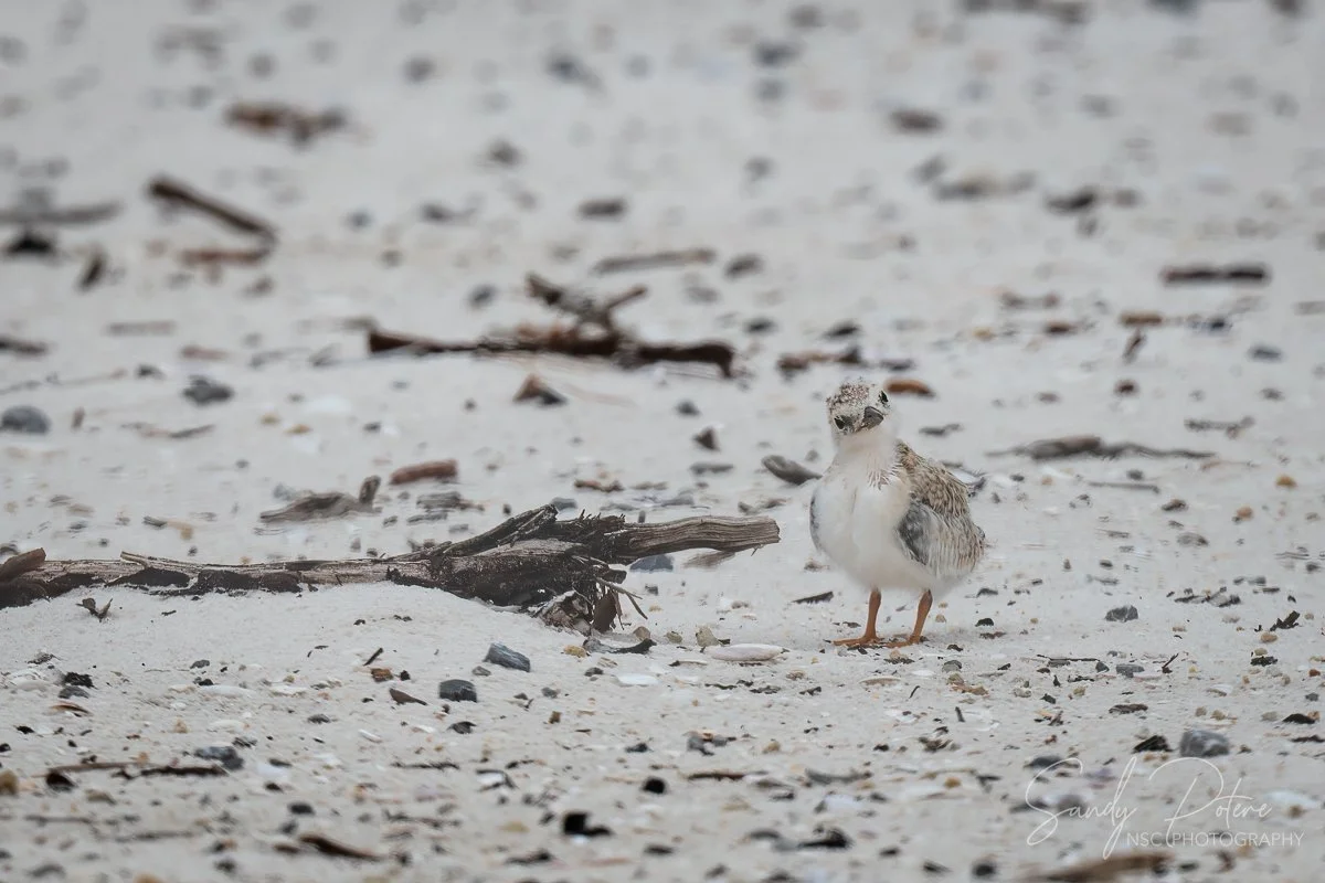 Least Tern chick rNB 7224.jpg