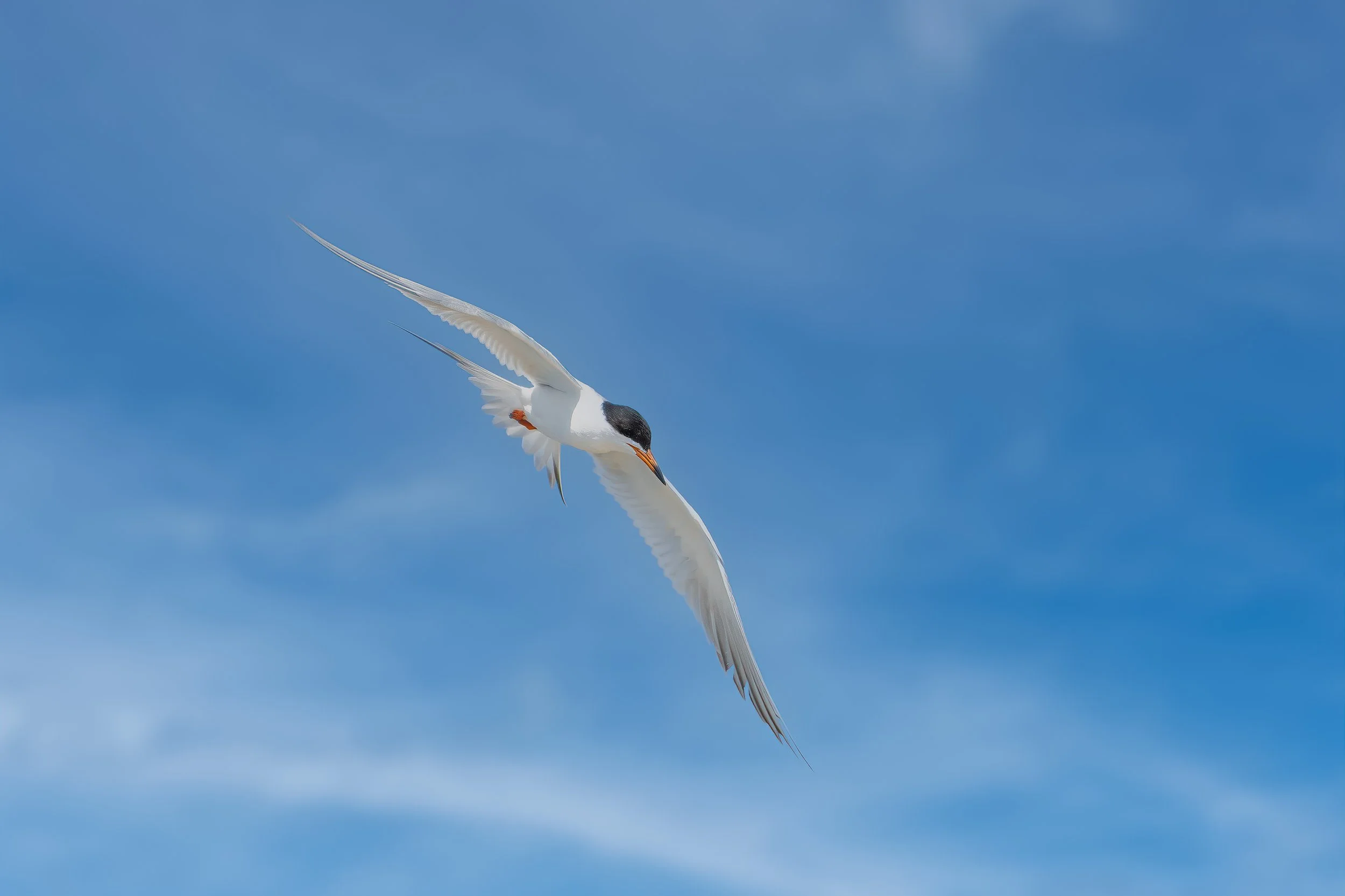 Forster's Tern.jpg