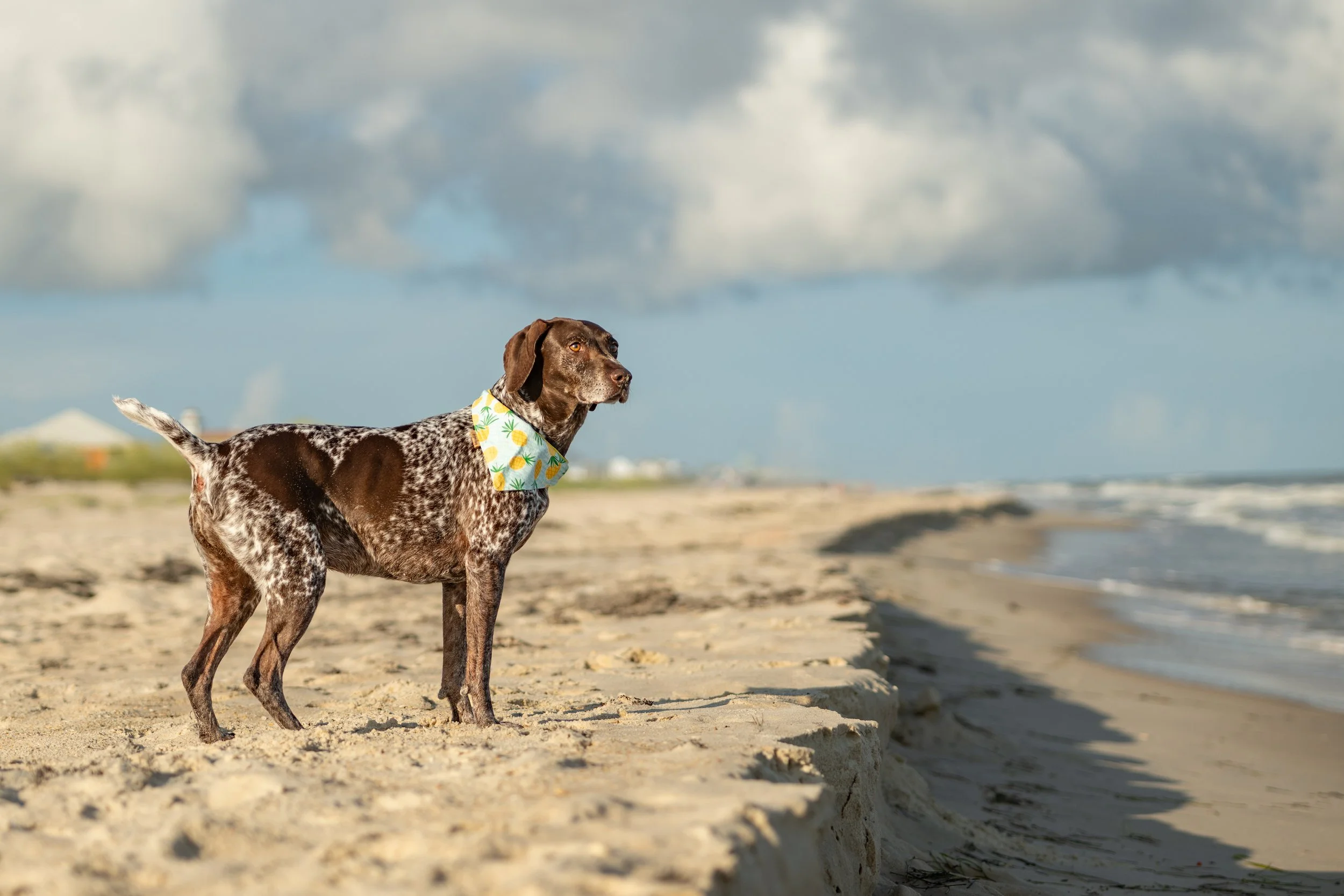 German Shorthair pointer looking out over the water at St. George Island Florida.