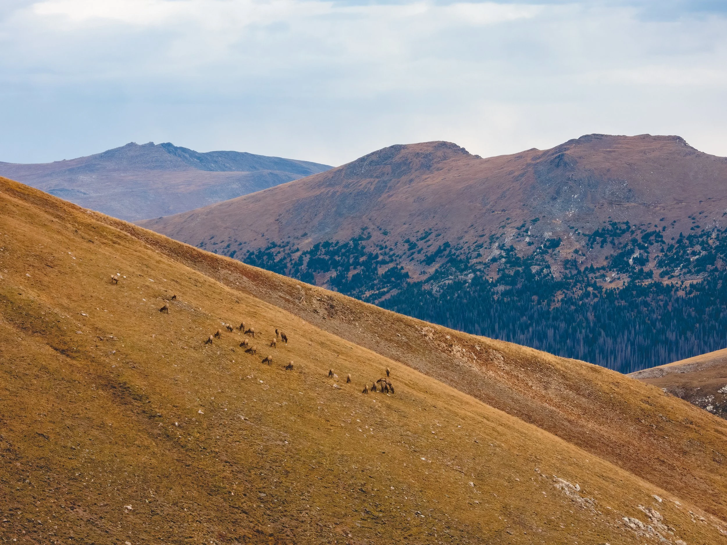 Elk on a mountain.jpg