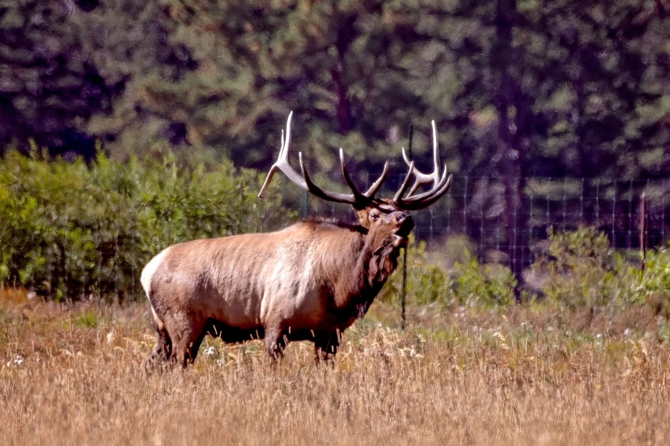 0926 elk-3.jpg
