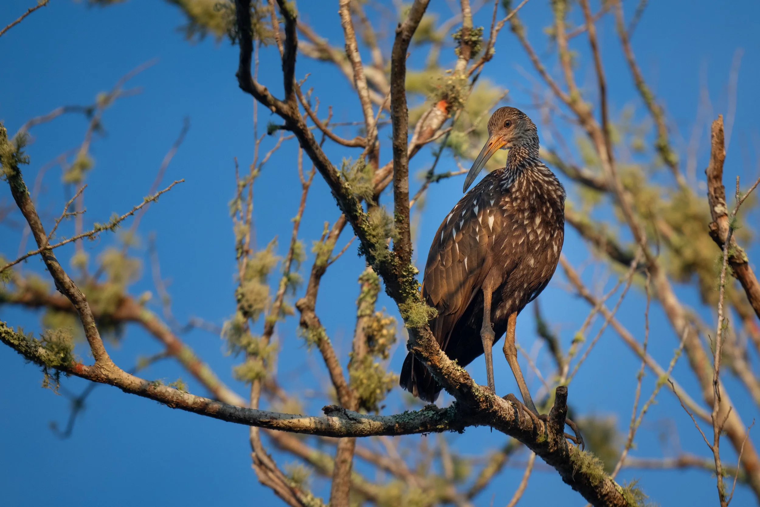 Limpkin watching down_.jpg