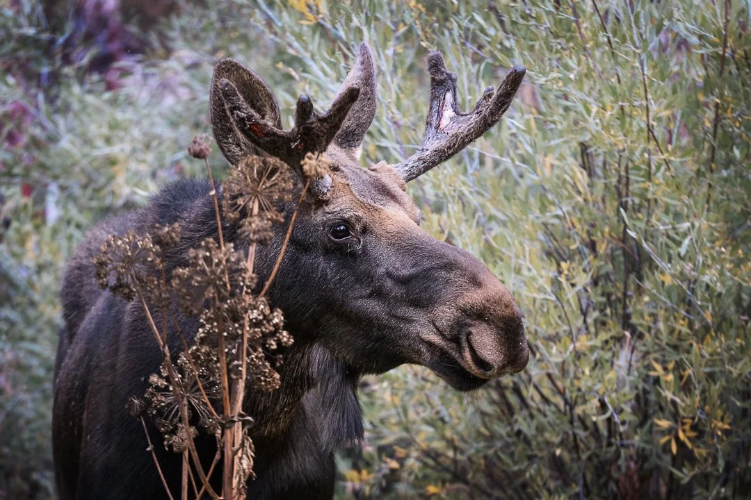 Close enconter with a bull moose-.jpg