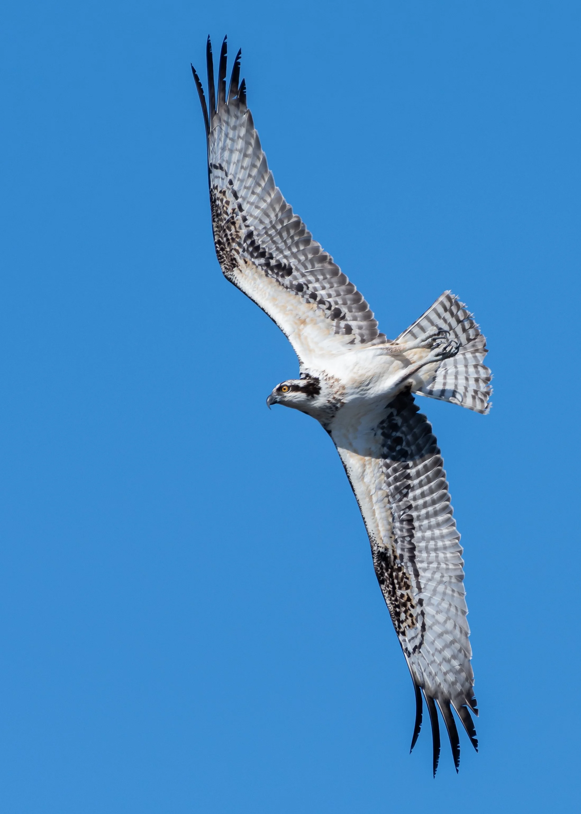 Osprey stretched out 12nov21.jpg