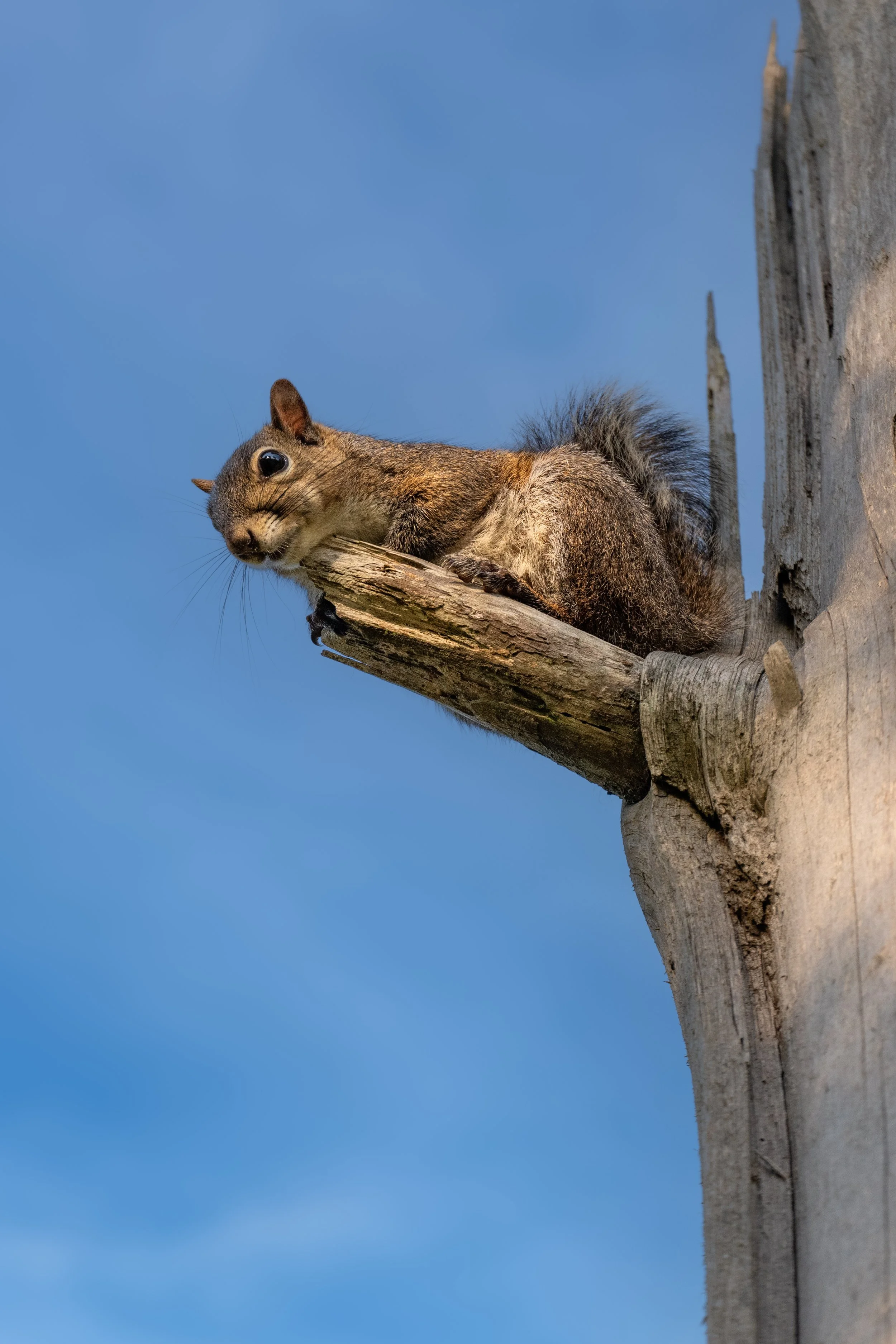Young squirrel watching-.jpg