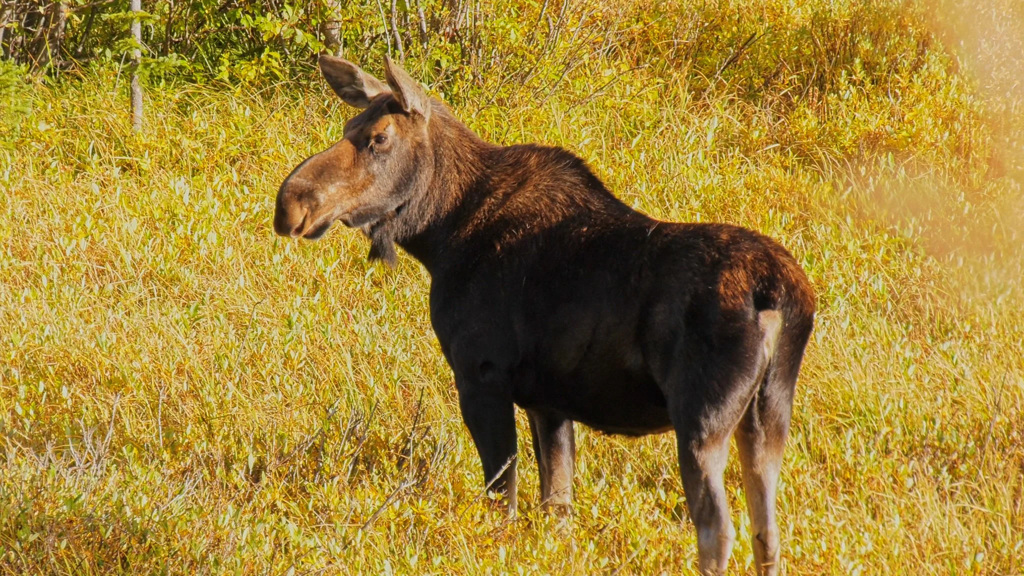 20191022-moose_1.15.1.jpg