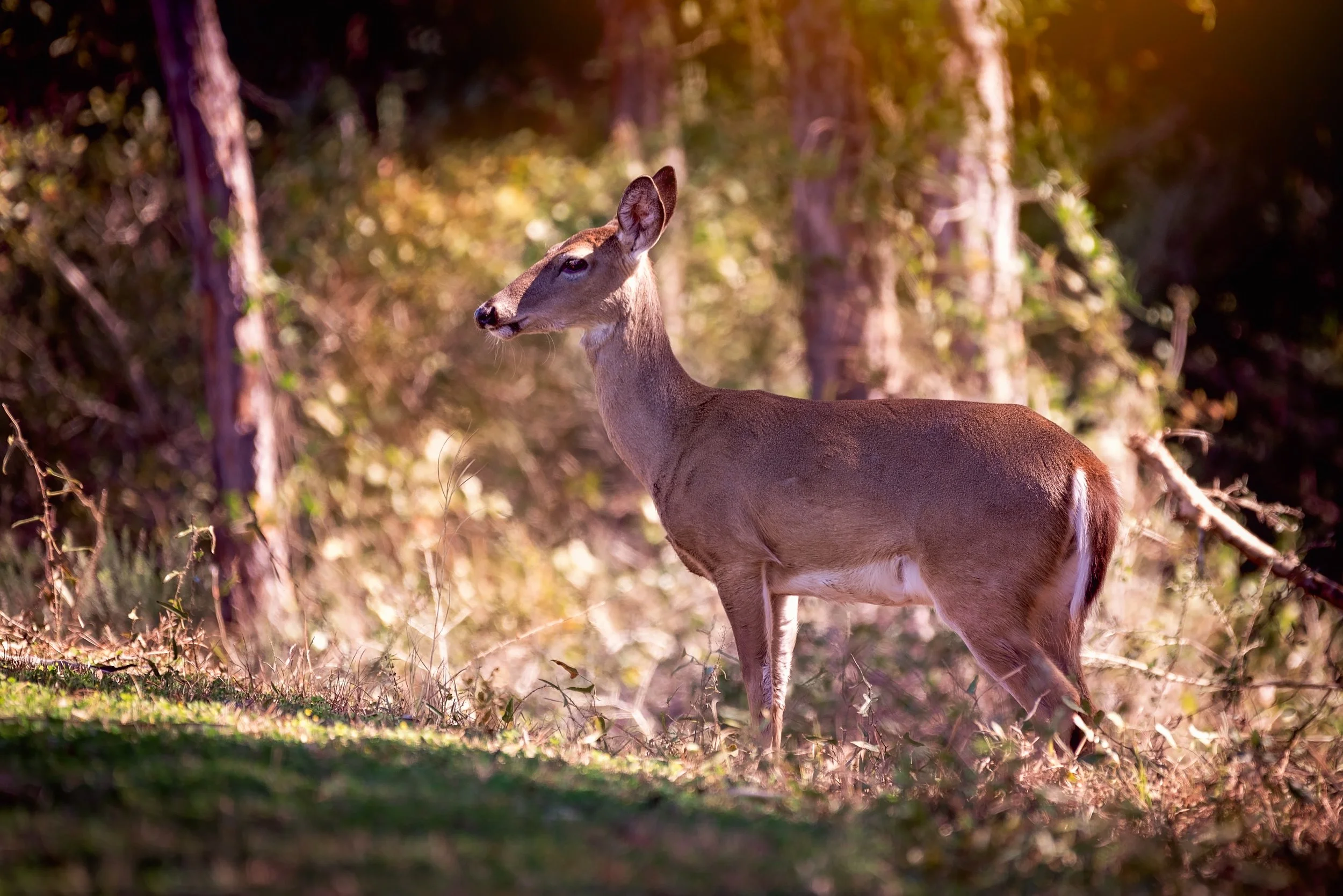 0313-Florida-0346-Edit2016.jpg
