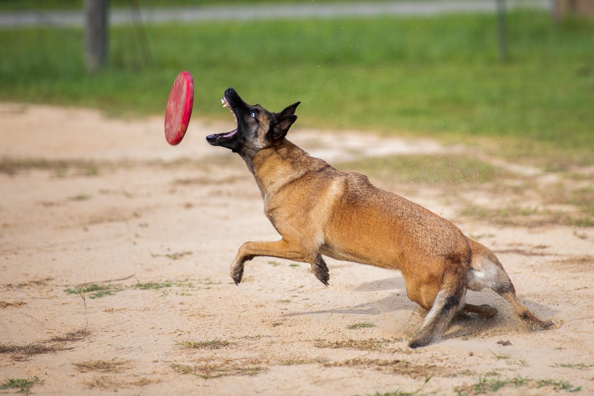 Belgian Malinois attempting to catch a frisbee