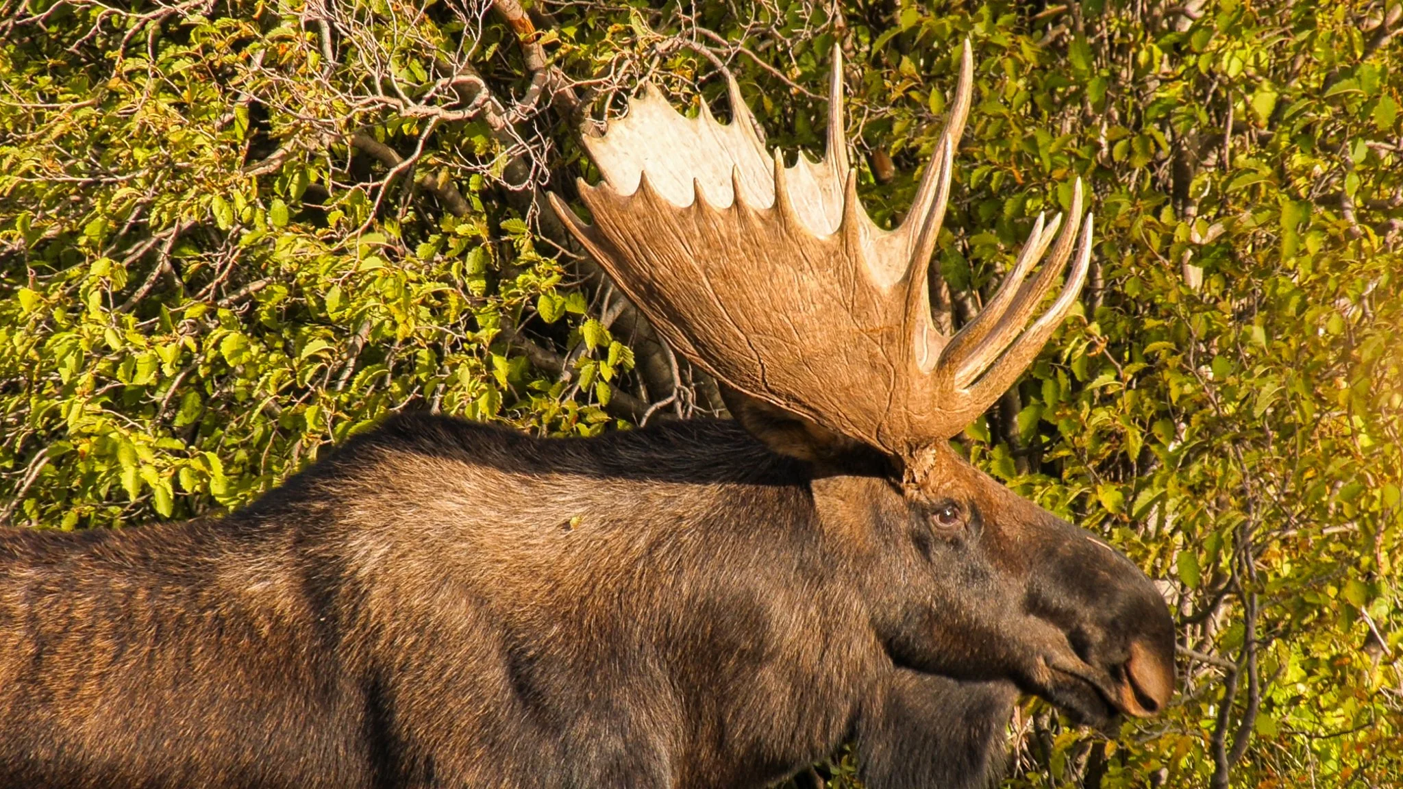 20191022-moose_1.41.1.jpg